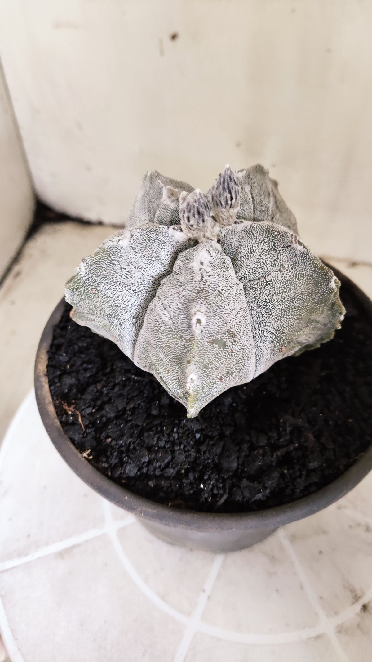 Matriz ASTROPHYTUM MYRIOSTIGMA cv KIKKO Nº 71 – vaso 15