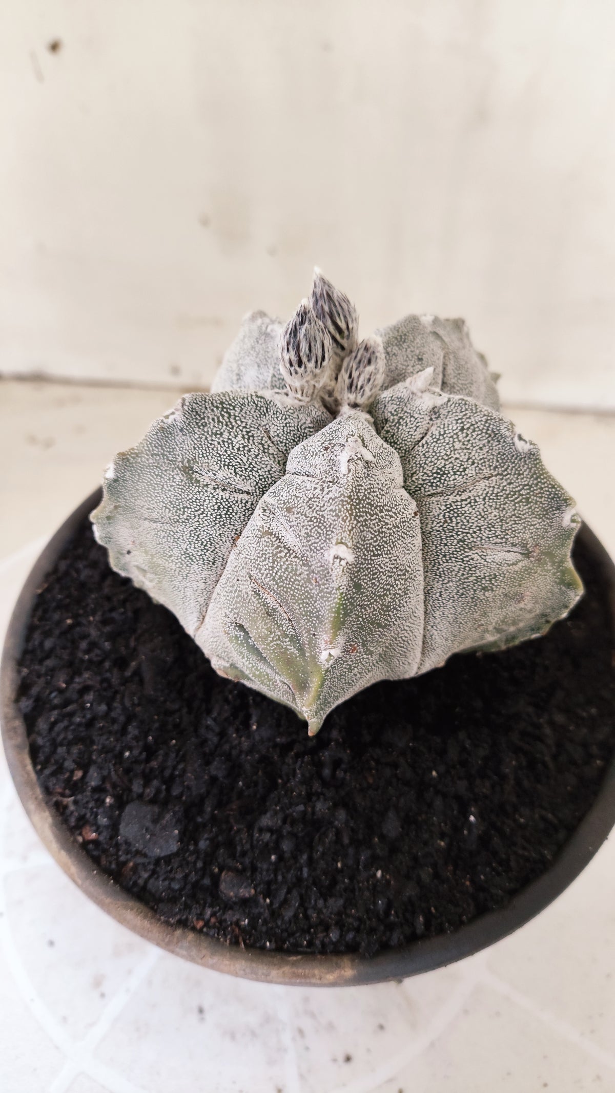 Matriz ASTROPHYTUM MYRIOSTIGMA cv KIKKO Nº 71 – vaso 15