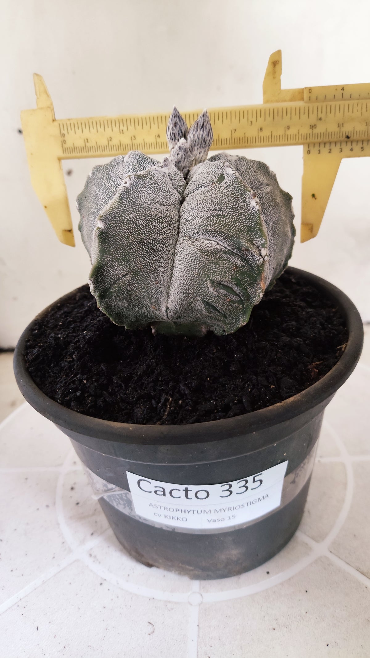 Matriz ASTROPHYTUM MYRIOSTIGMA cv KIKKO Nº 71 – vaso 15