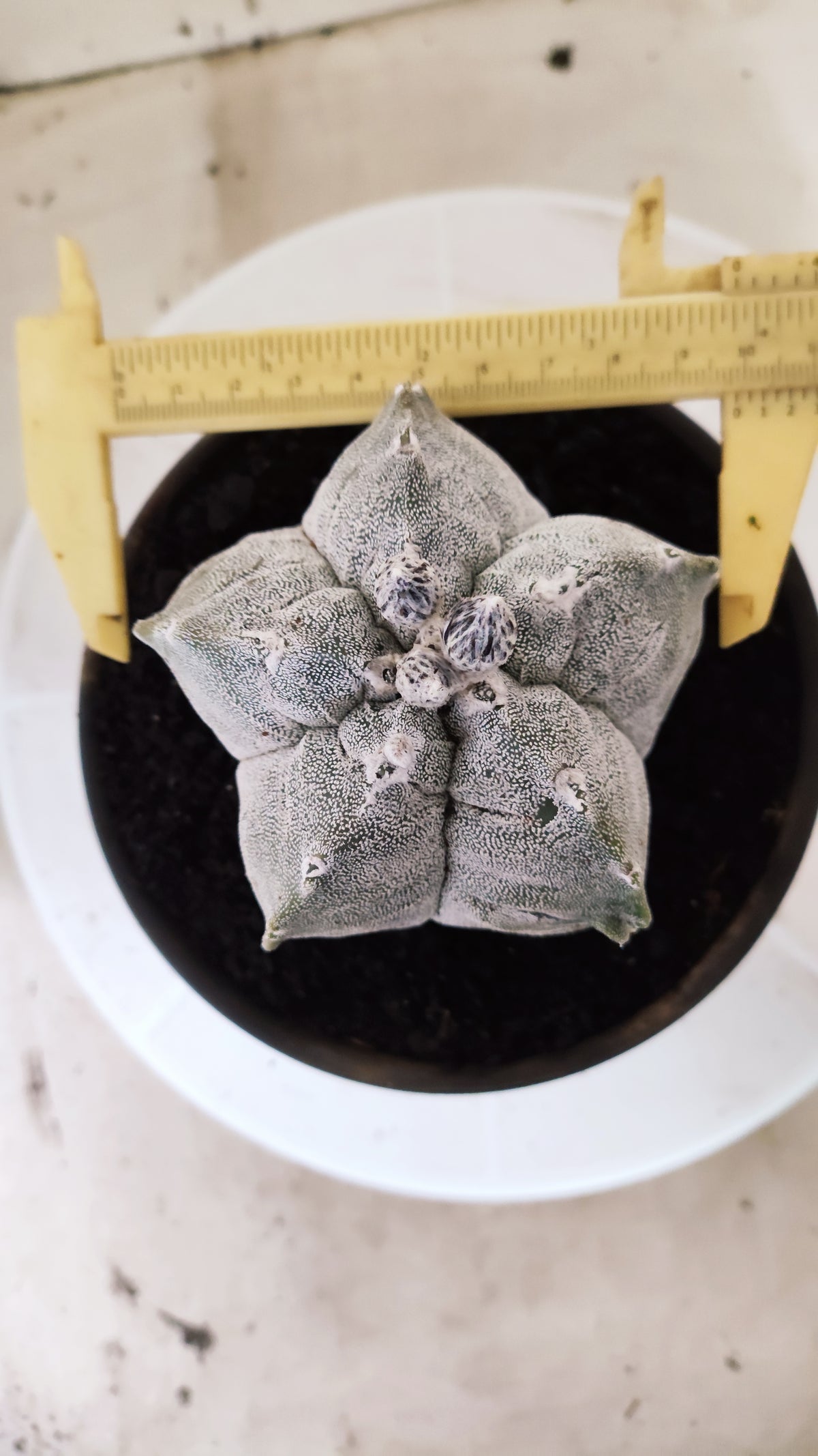 Matriz ASTROPHYTUM MYRIOSTIGMA cv KIKKO Nº 71 – vaso 15