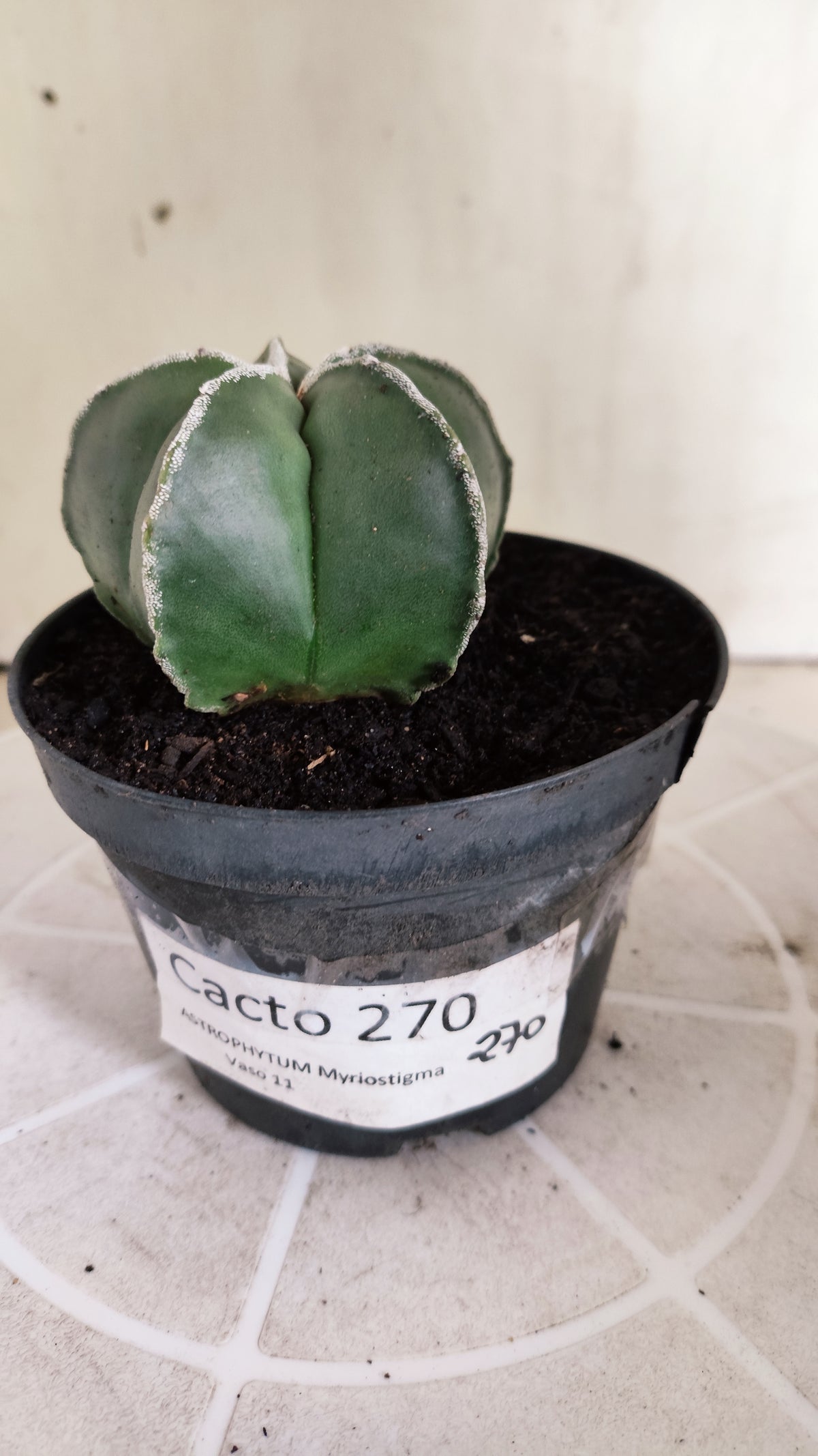 MATRIZ ASTROPHYTUM Myriostigma "Hakujo"  Nº  270 – vaso 11