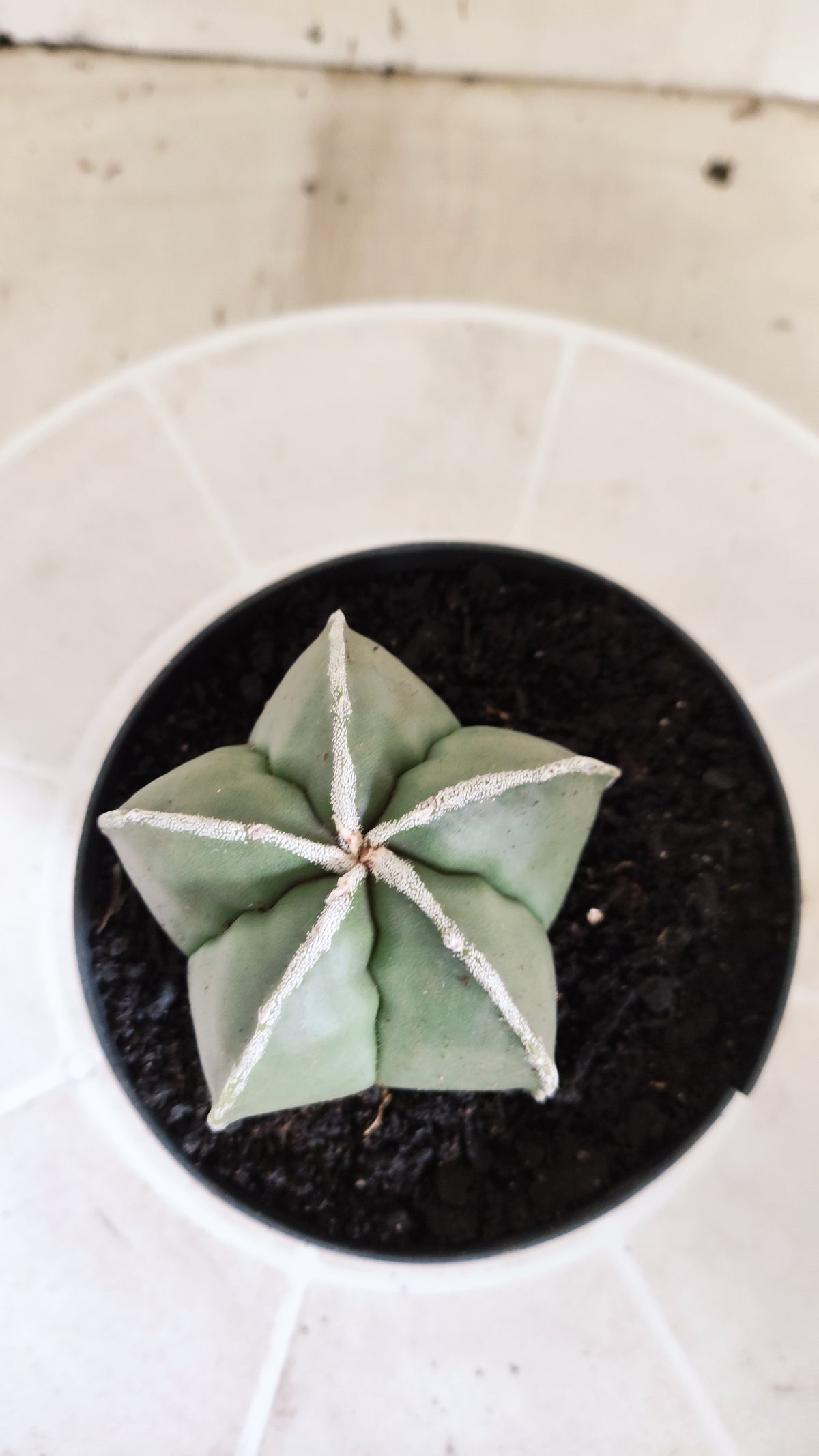 MATRIZ ASTROPHYTUM Myriostigma "Hakujo"  Nº  270 – vaso 11