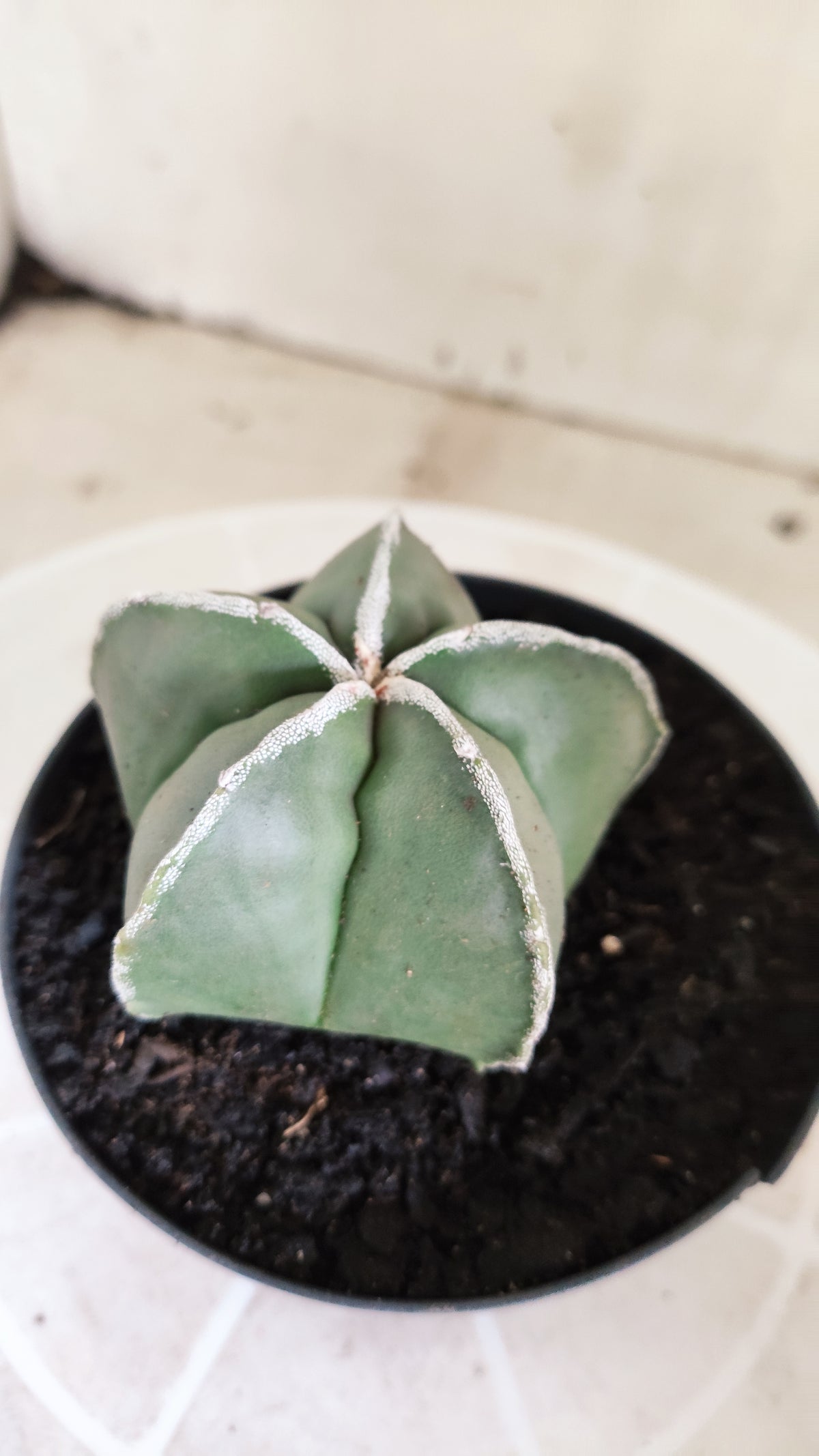 MATRIZ ASTROPHYTUM Myriostigma "Hakujo"  Nº  270 – vaso 11