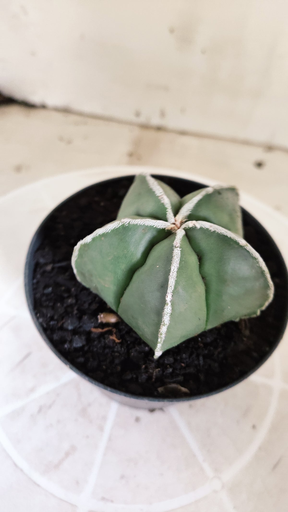 MATRIZ ASTROPHYTUM Myriostigma "Hakujo"  Nº  270 – vaso 11