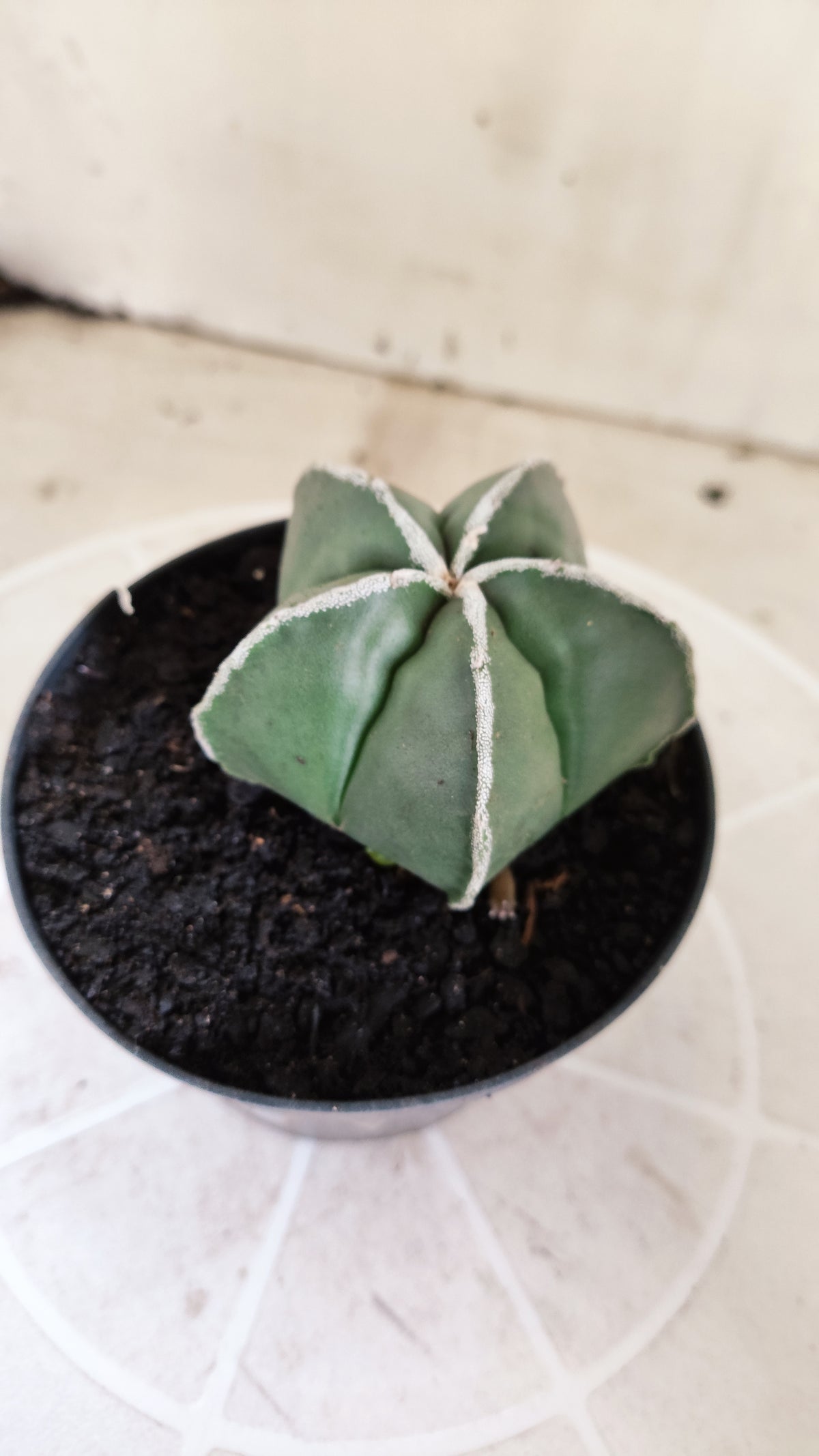 MATRIZ ASTROPHYTUM Myriostigma "Hakujo"  Nº  270 – vaso 11