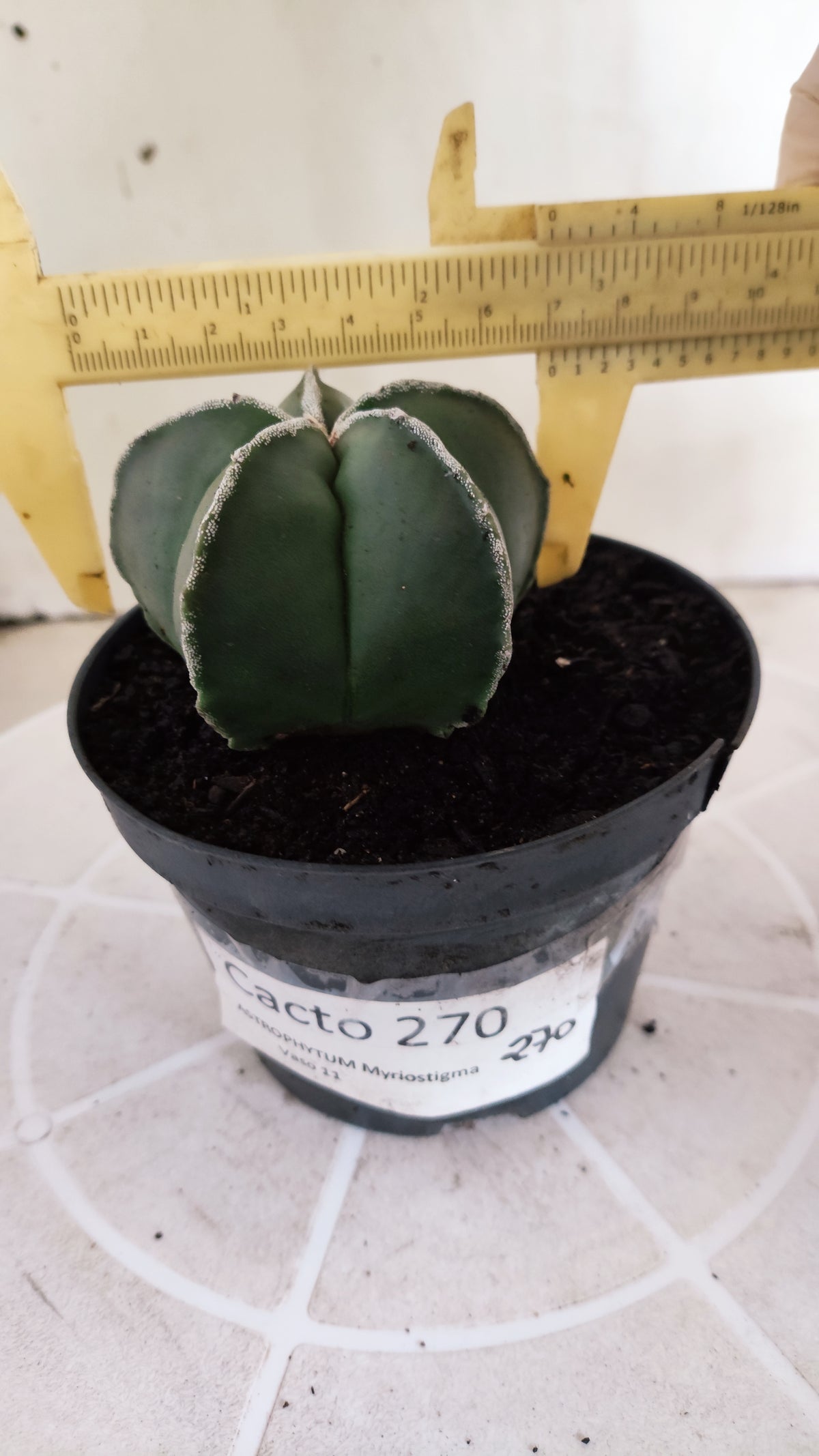 MATRIZ ASTROPHYTUM Myriostigma "Hakujo"  Nº  270 – vaso 11