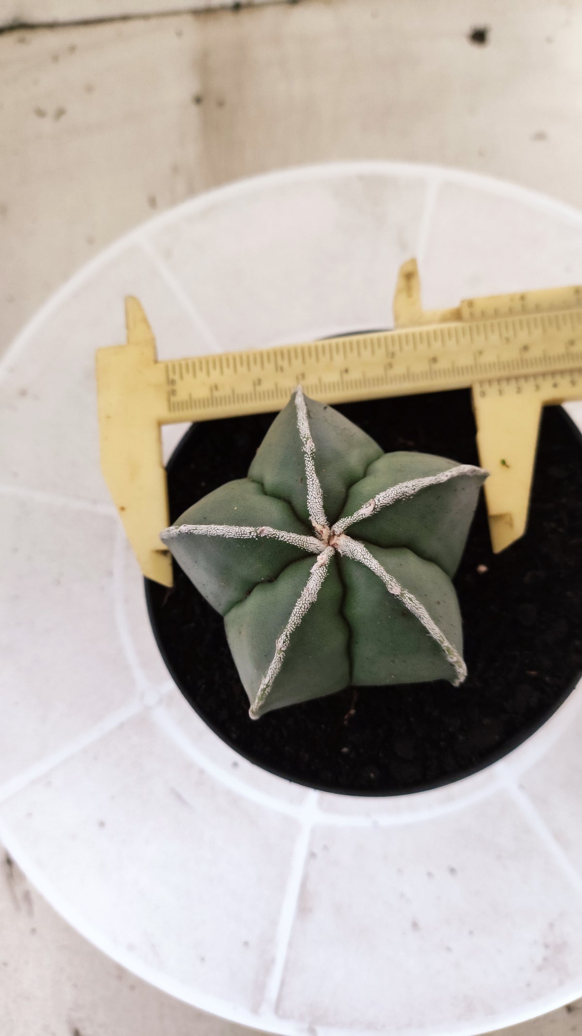 MATRIZ ASTROPHYTUM Myriostigma "Hakujo"  Nº  270 – vaso 11