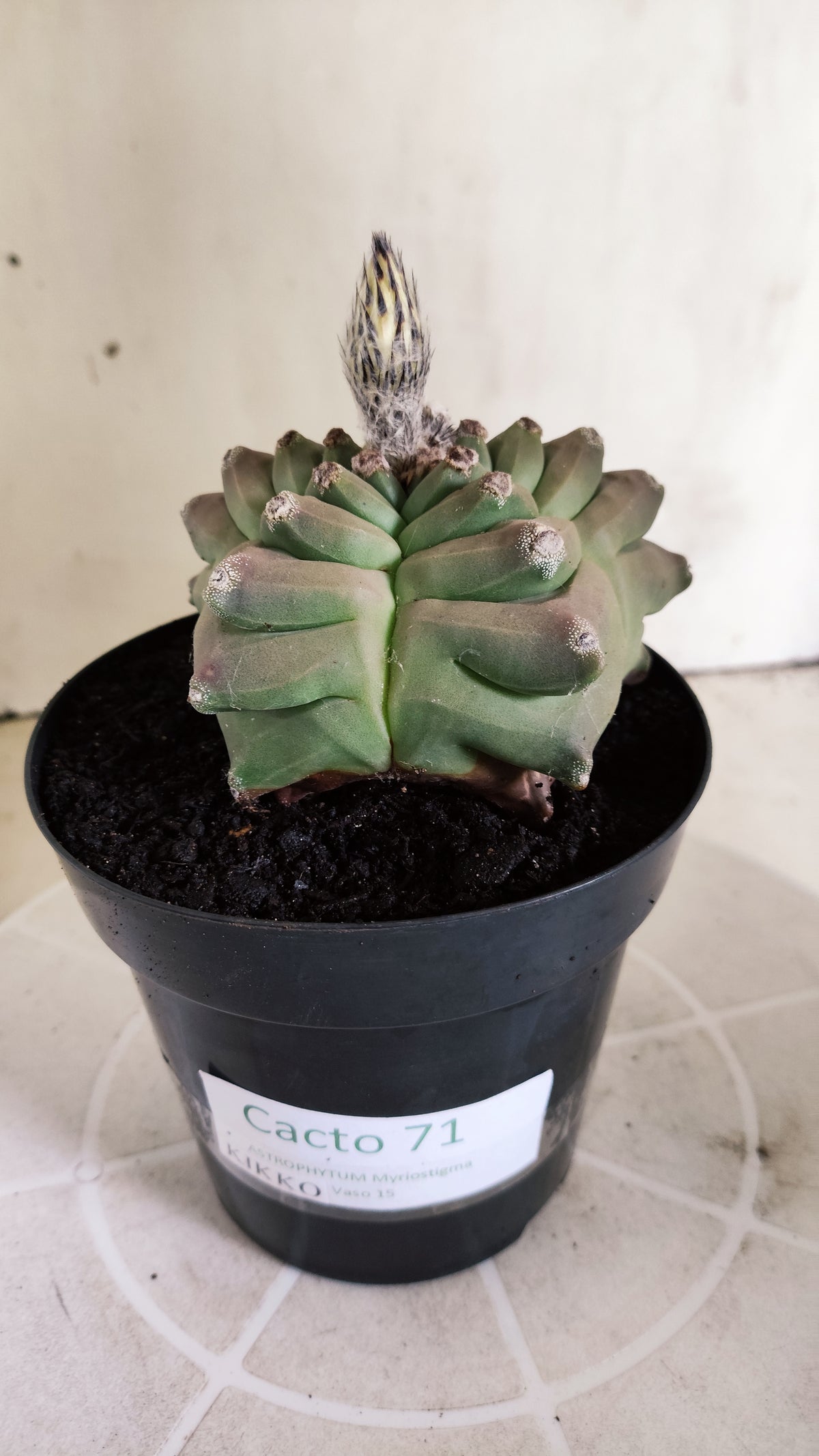 Matriz ASTROPHYTUM MYRIOSTIGMA cv KIKKO Nº 71 – vaso 15