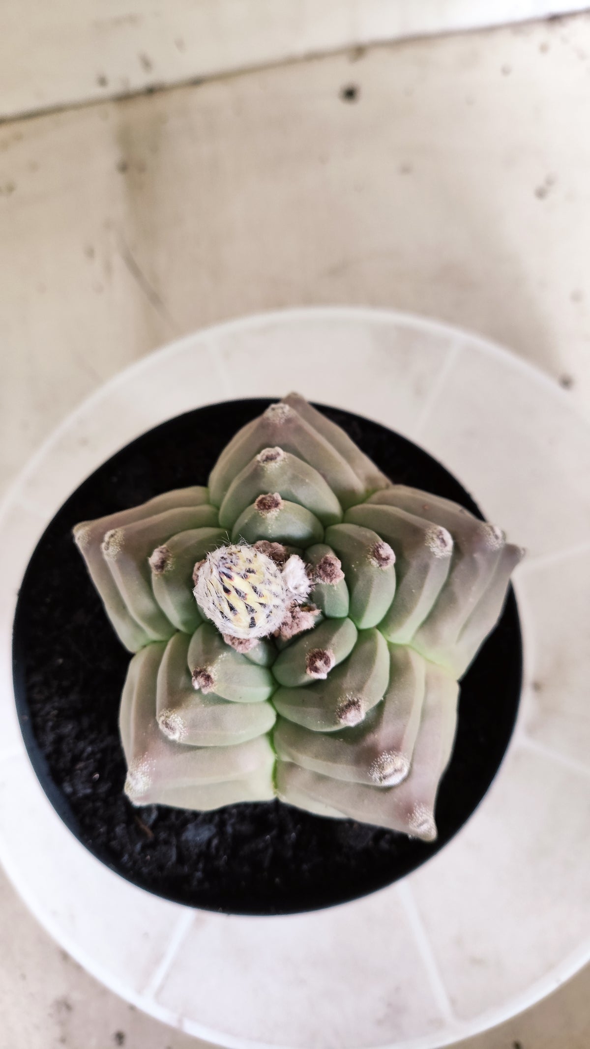 Matriz ASTROPHYTUM MYRIOSTIGMA cv KIKKO Nº 71 – vaso 15