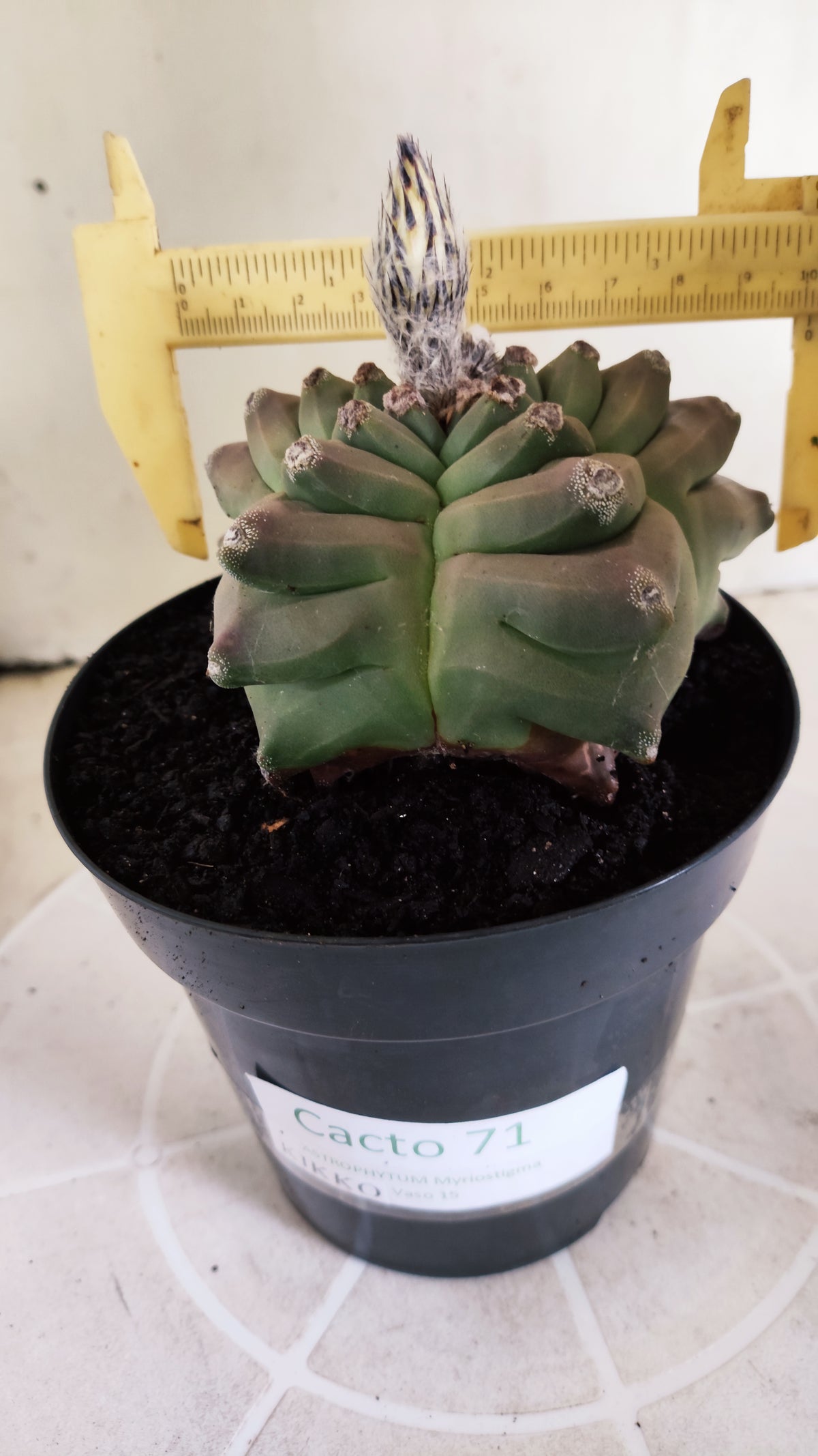 Matriz ASTROPHYTUM MYRIOSTIGMA cv KIKKO Nº 71 – vaso 15