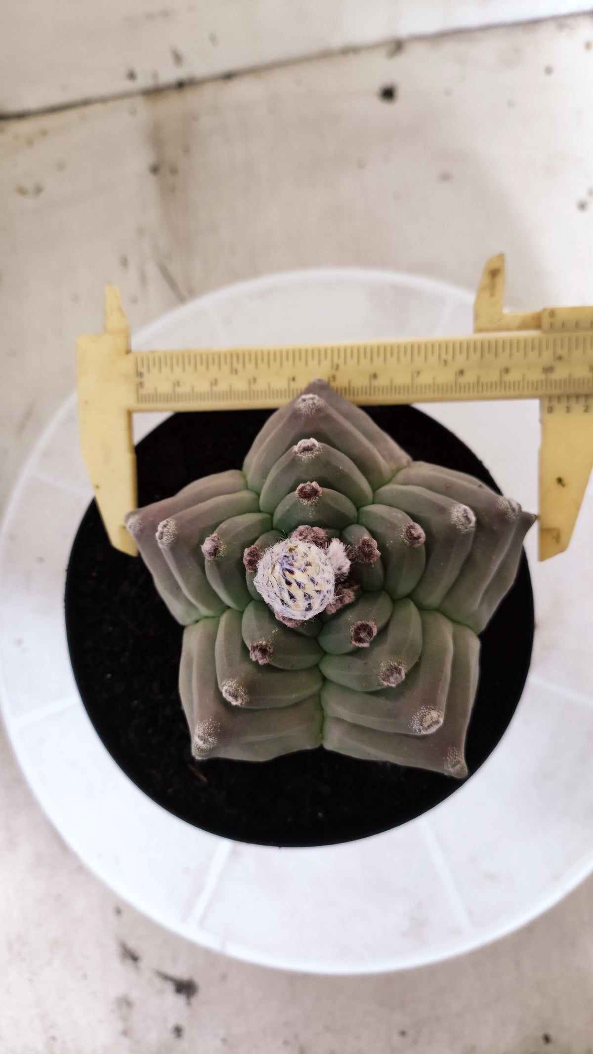 Matriz ASTROPHYTUM MYRIOSTIGMA cv KIKKO Nº 71 – vaso 15