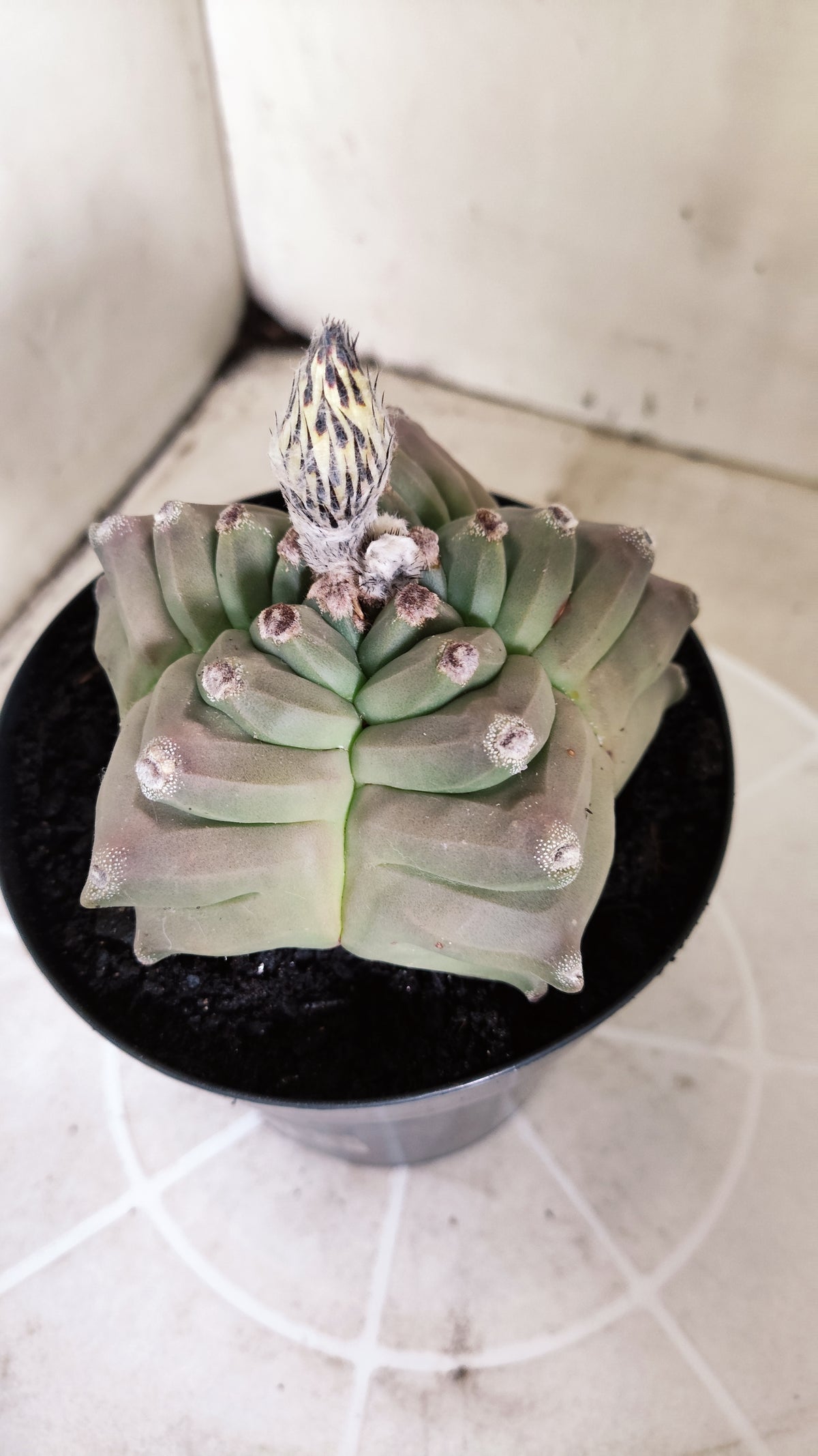 Matriz ASTROPHYTUM MYRIOSTIGMA cv KIKKO Nº 71 – vaso 15