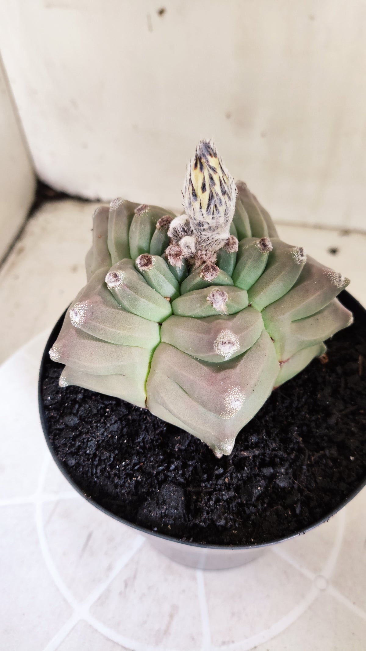 Matriz ASTROPHYTUM MYRIOSTIGMA cv KIKKO Nº 71 – vaso 15