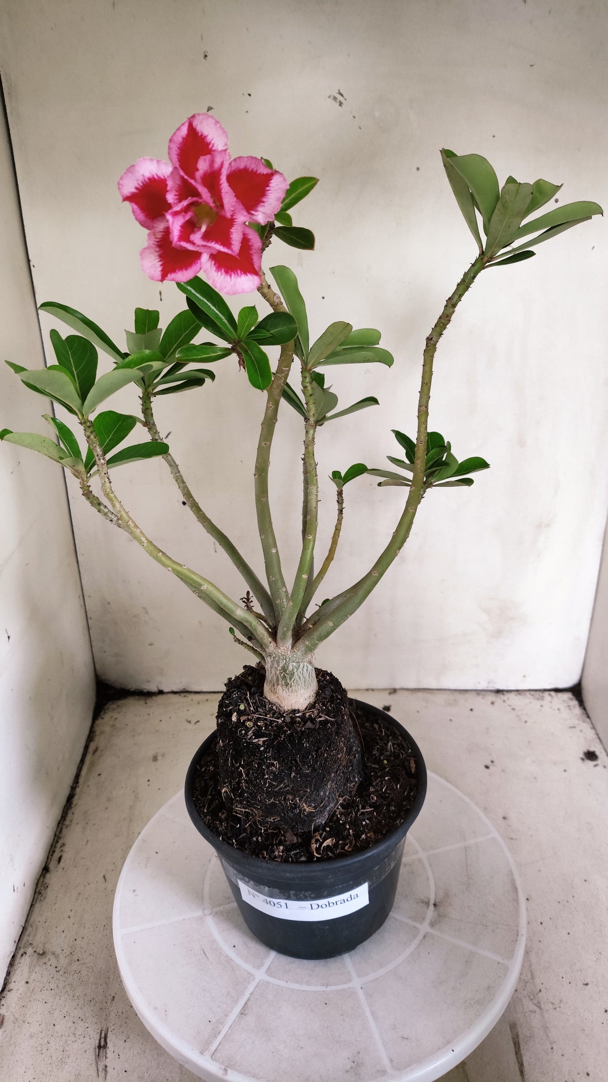Planta Dobrada 4051 – 35cm – 03 anos - Vaso 15