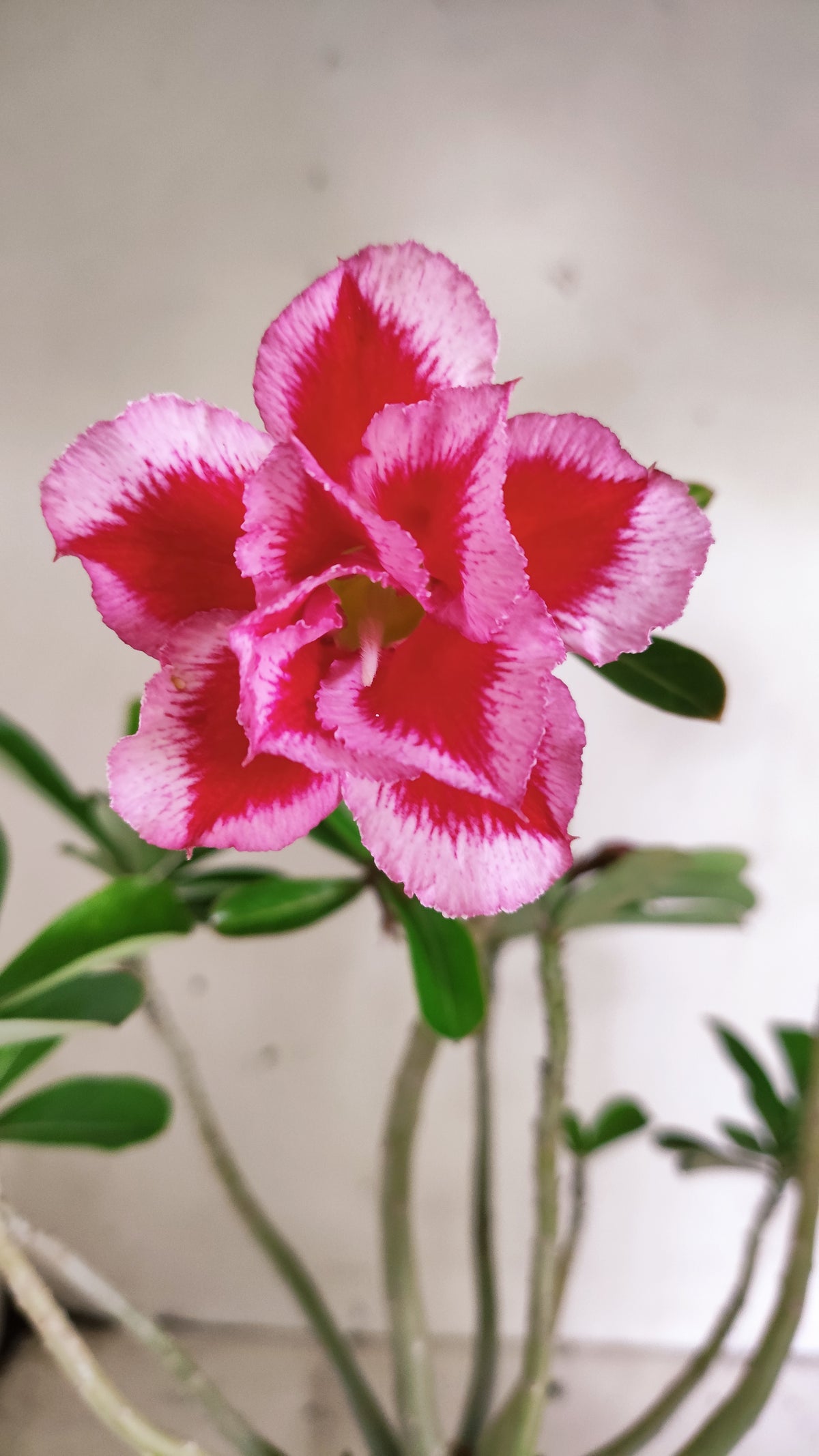 Planta Dobrada 4051 – 35cm – 03 anos - Vaso 15