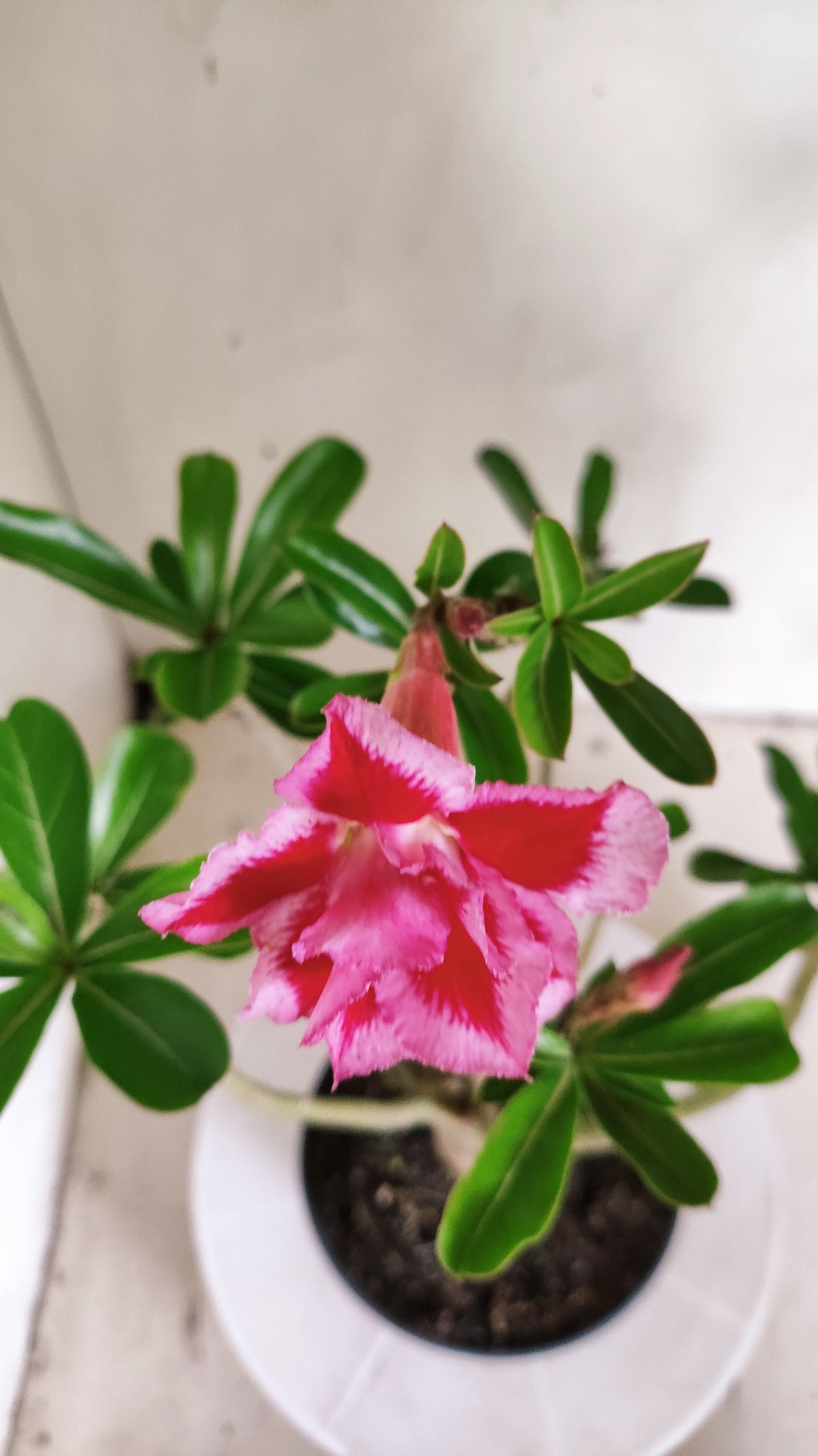 Planta Dobrada 4051 – 35cm – 03 anos - Vaso 15