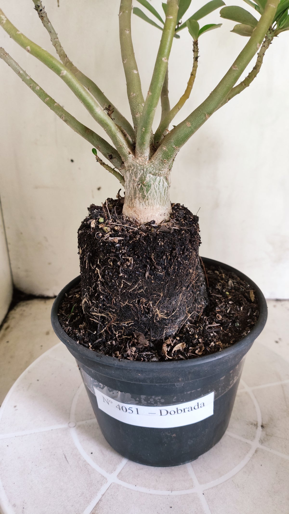 Planta Dobrada 4051 – 35cm – 03 anos - Vaso 15