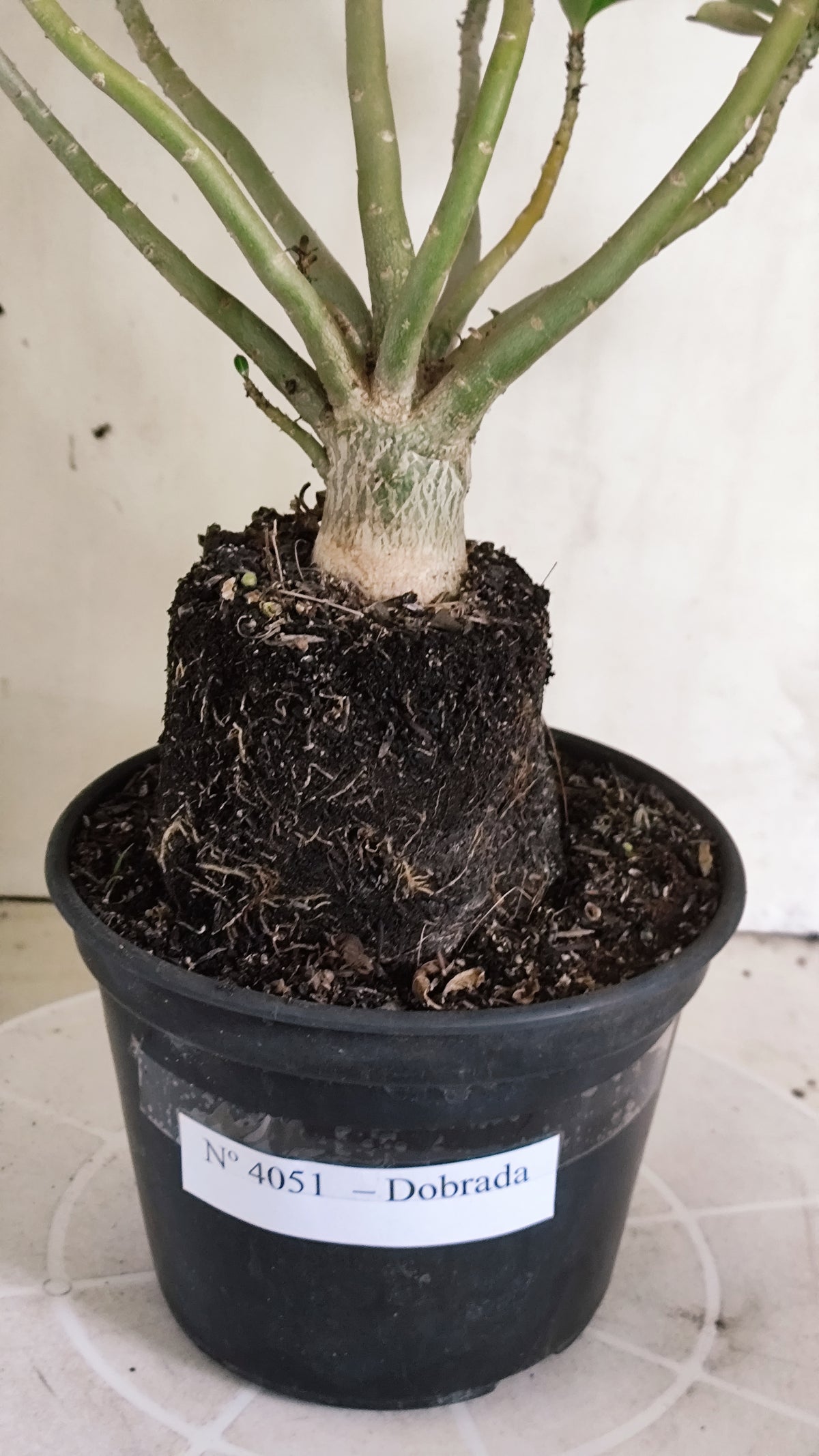 Planta Dobrada 4051 – 35cm – 03 anos - Vaso 15