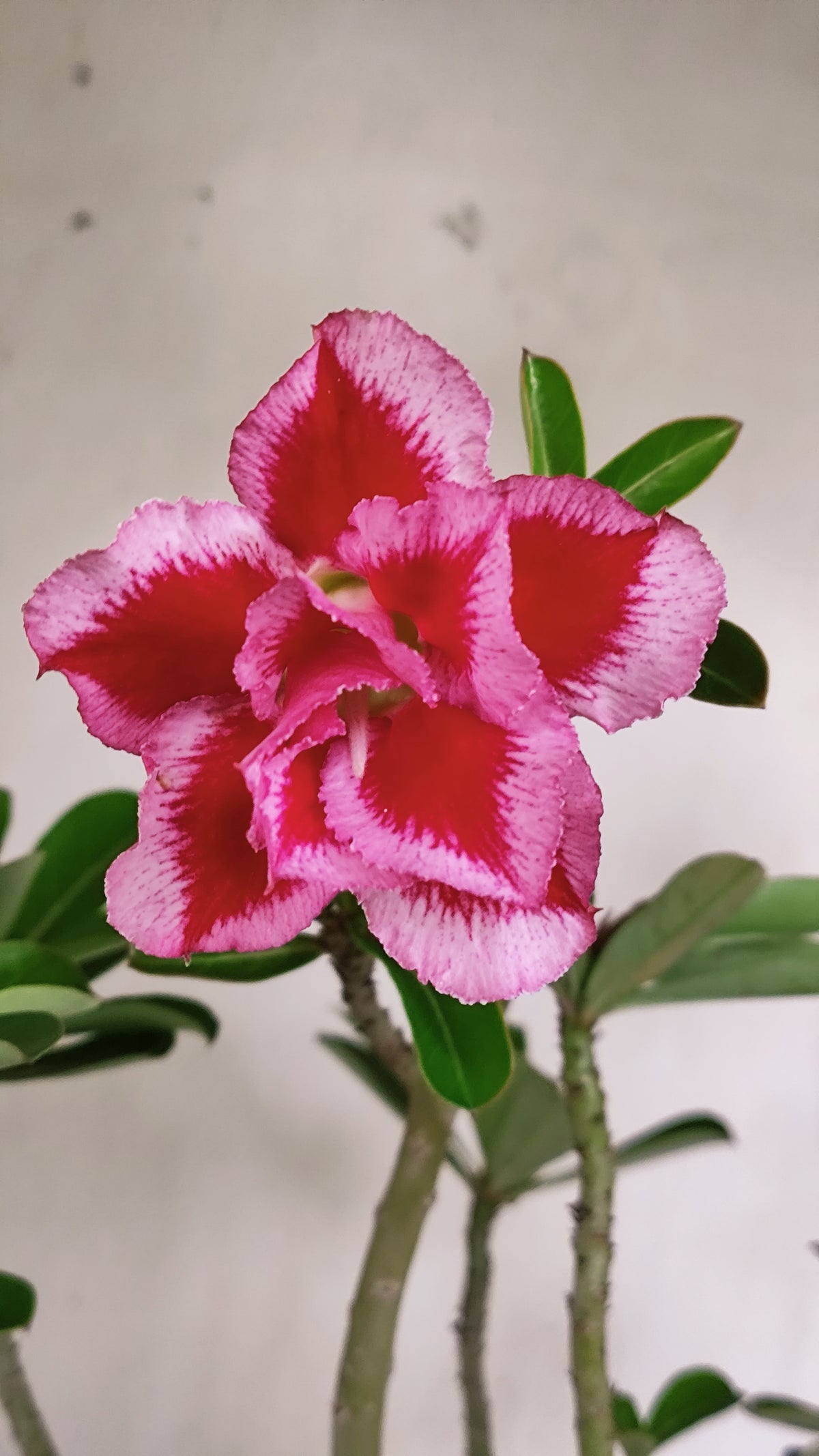 Planta Dobrada 4051 – 35cm – 03 anos - Vaso 15