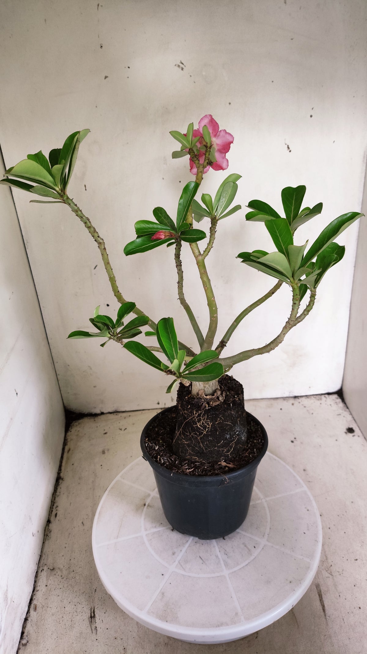 Planta Dobrada 4051 – 35cm – 03 anos - Vaso 15
