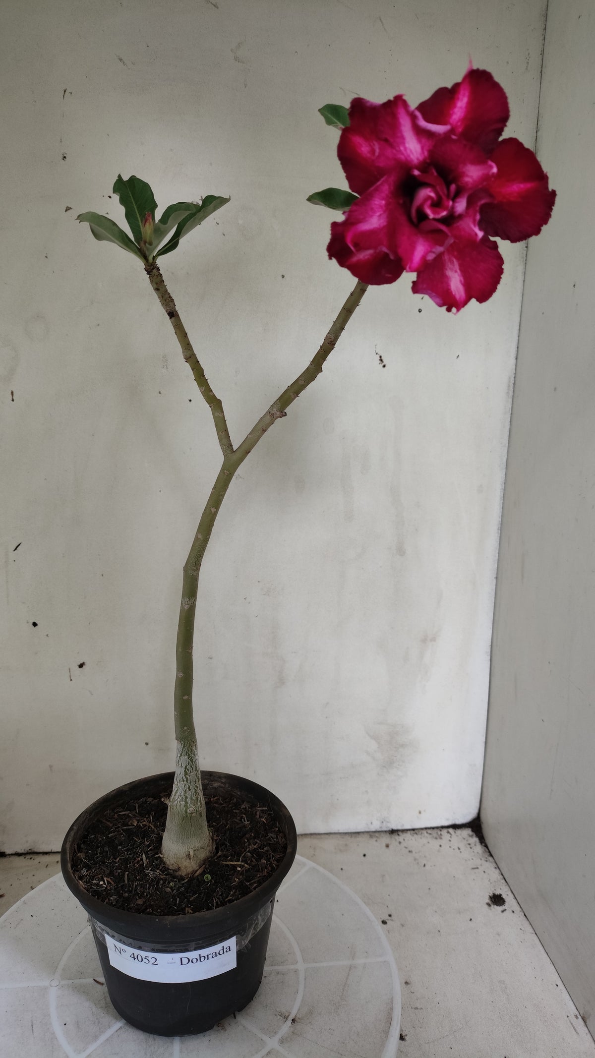 Planta Dobrada 4052 – 30cm – 02 anos - Vaso 15