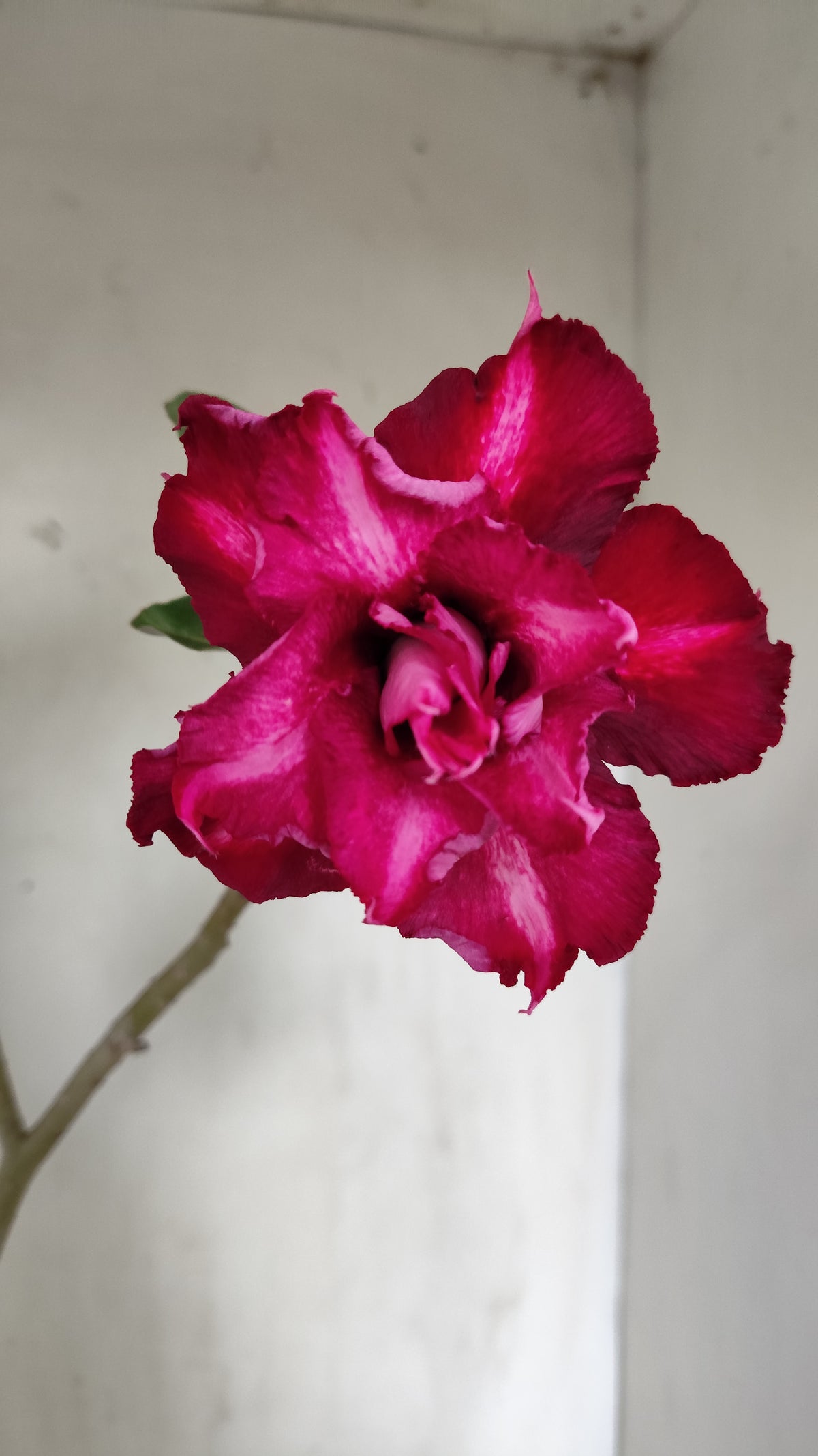 Planta Dobrada 4052 – 30cm – 02 anos - Vaso 15