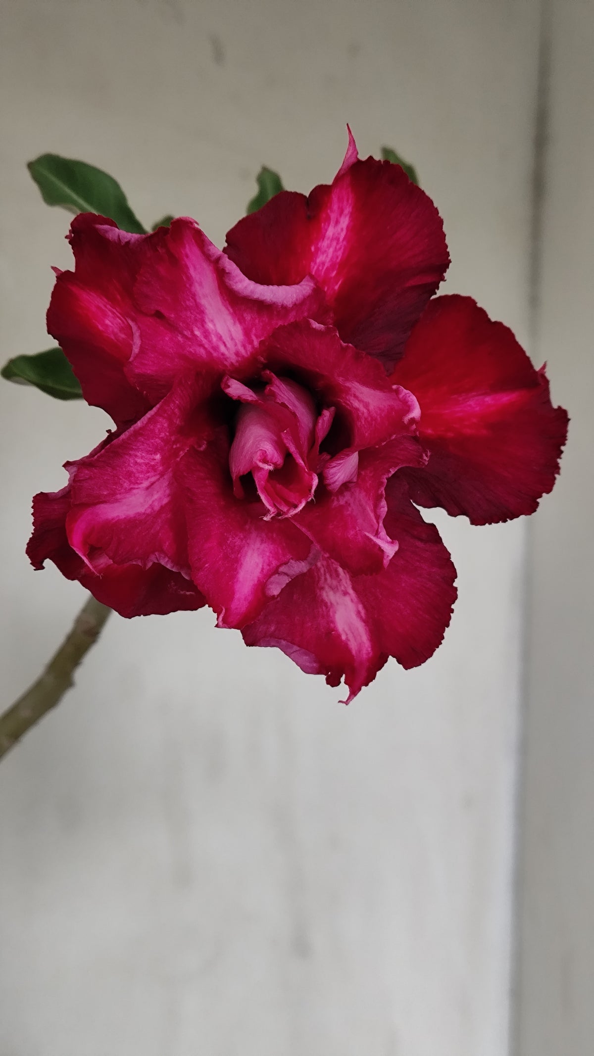 Planta Dobrada 4052 – 30cm – 02 anos - Vaso 15