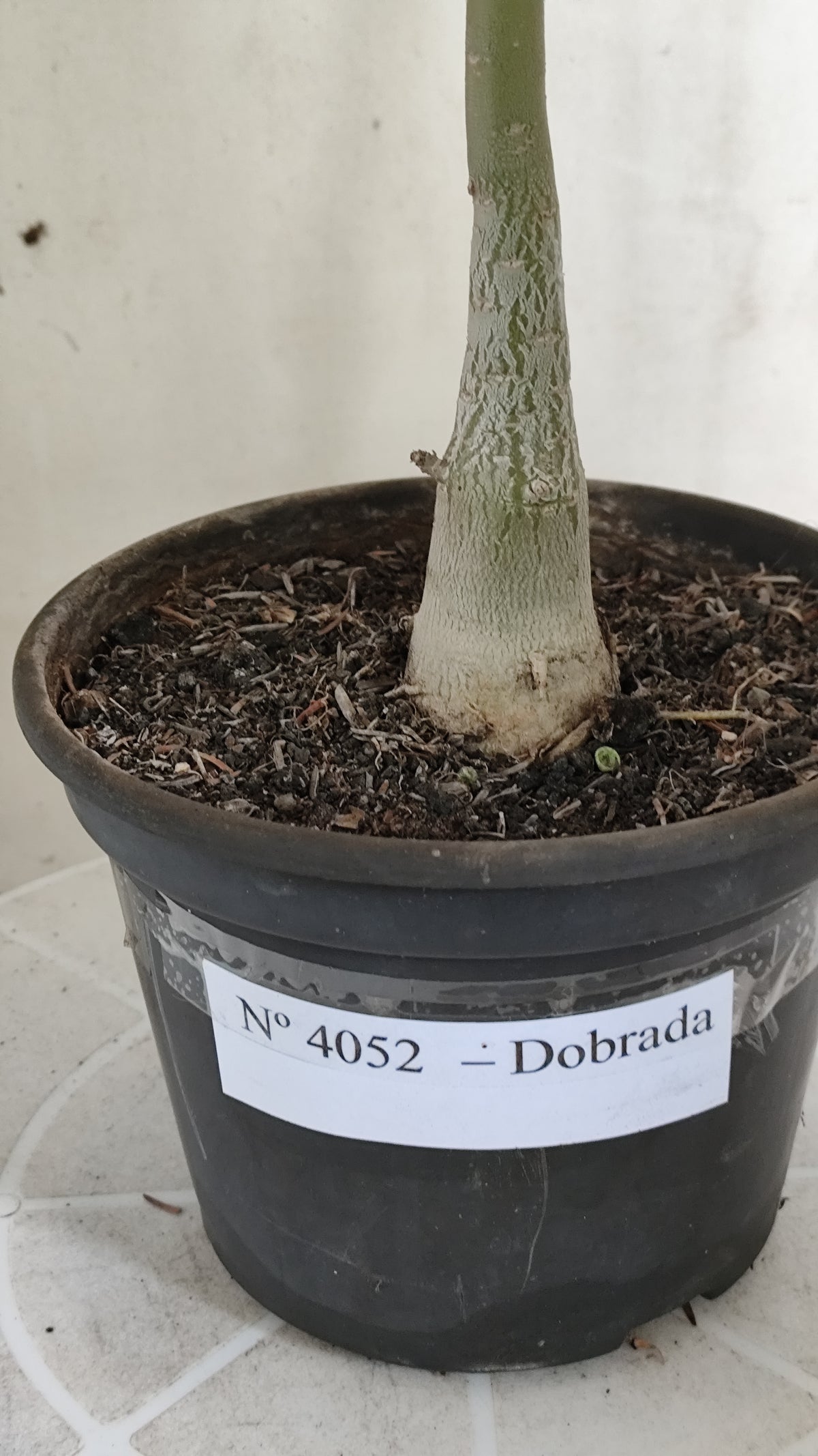 Planta Dobrada 4052 – 30cm – 02 anos - Vaso 15