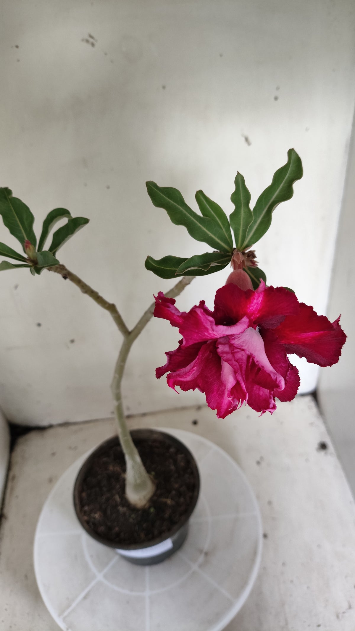 Planta Dobrada 4052 – 30cm – 02 anos - Vaso 15