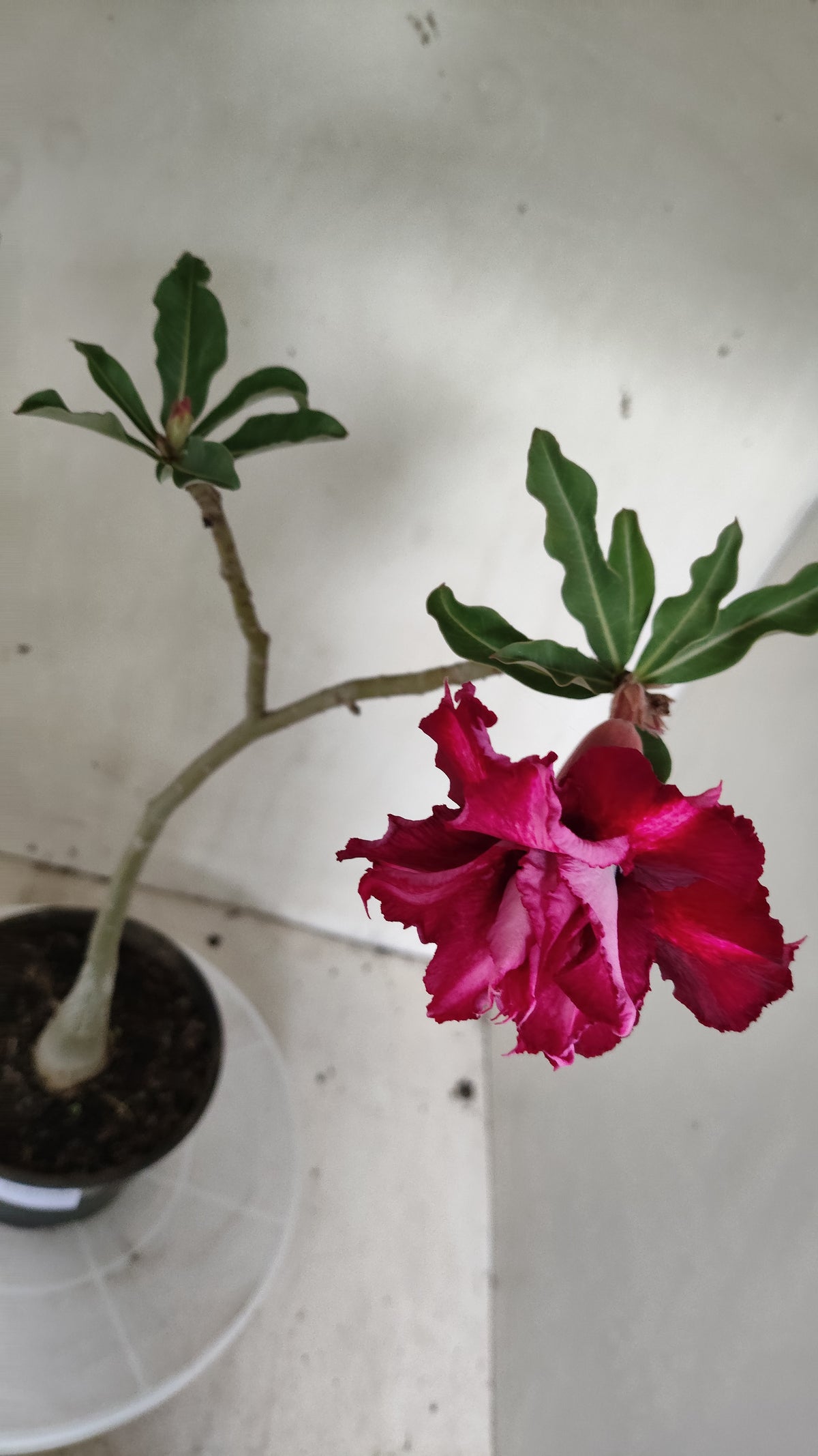 Planta Dobrada 4052 – 30cm – 02 anos - Vaso 15