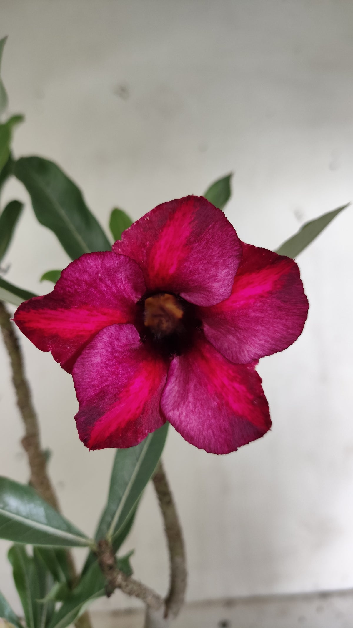 Planta Simples 3660 – 30cm – 02 anos - vaso 15