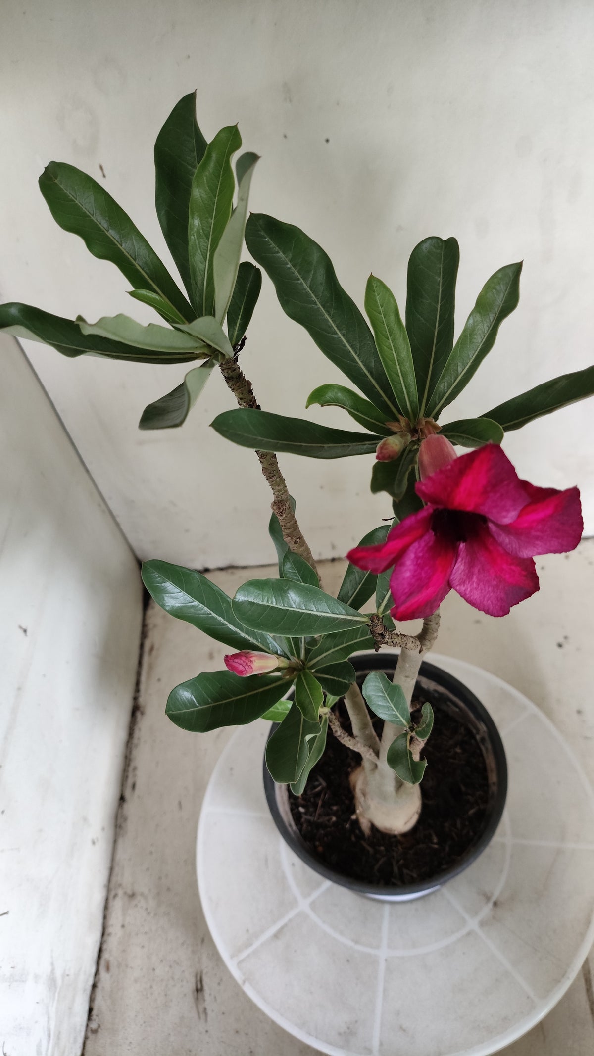 Planta Simples 3660 – 30cm – 02 anos - vaso 15