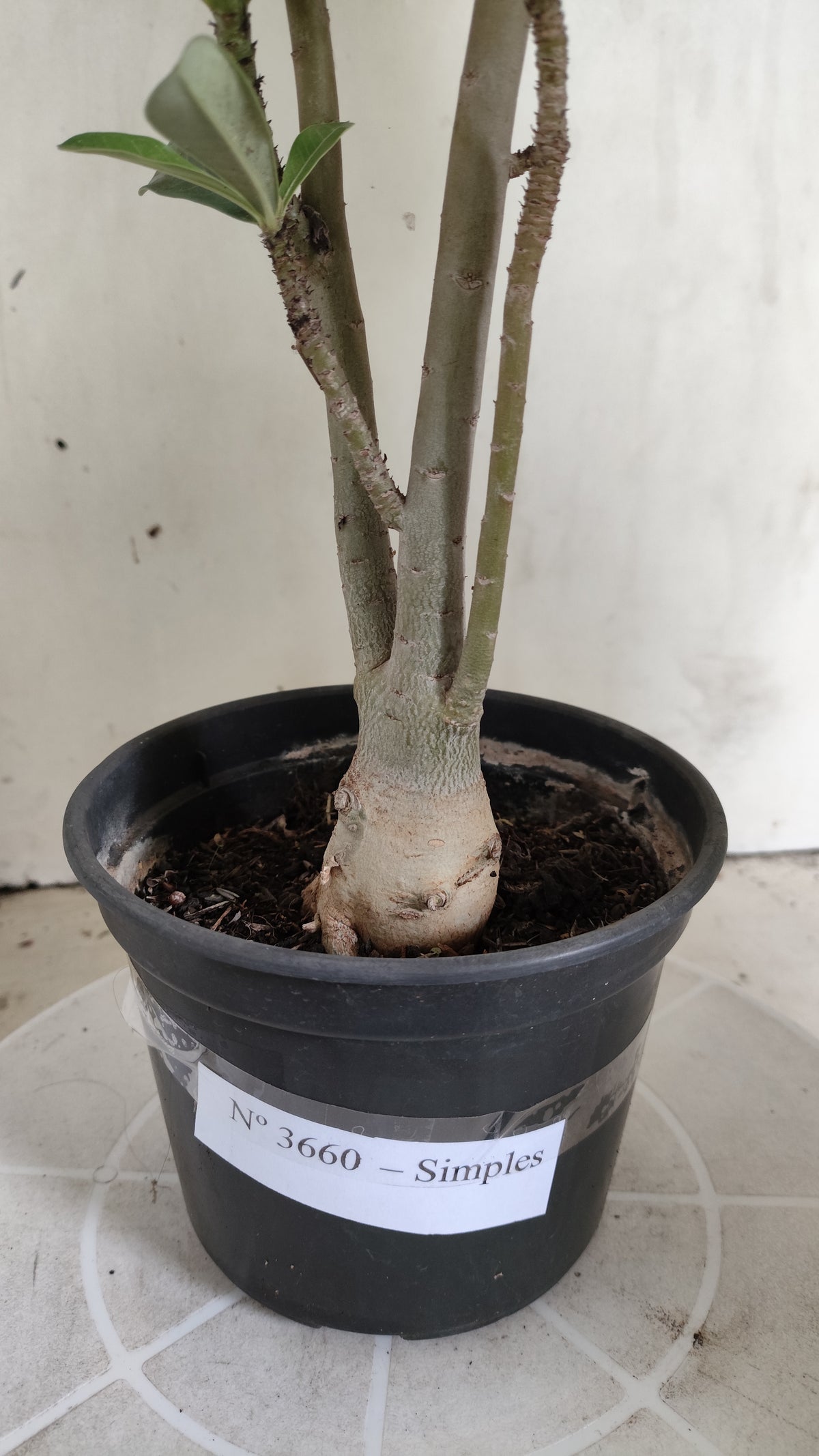 Planta Simples 3660 – 30cm – 02 anos - vaso 15