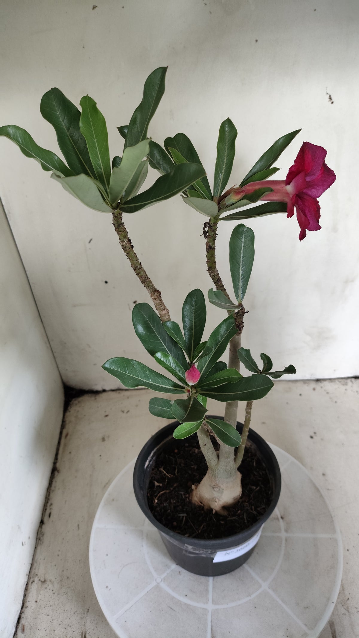 Planta Simples 3660 – 30cm – 02 anos - vaso 15