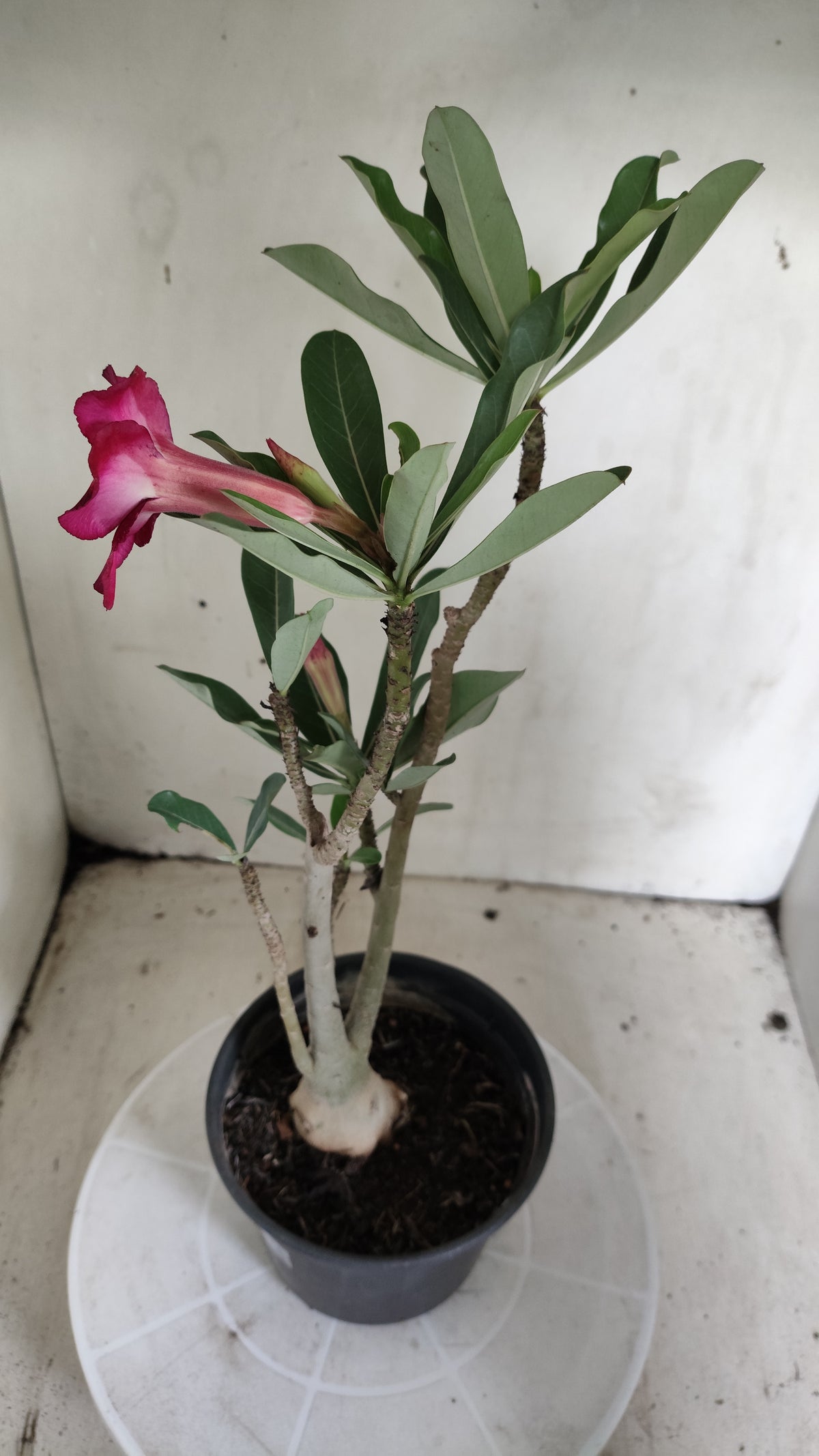 Planta Simples 3660 – 30cm – 02 anos - vaso 15
