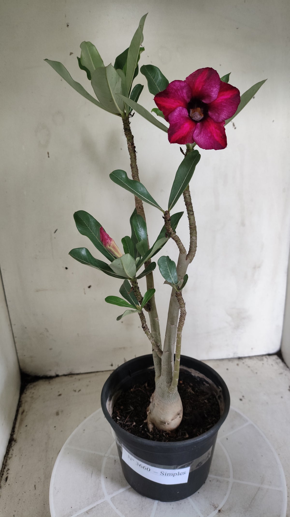Planta Simples 3660 – 30cm – 02 anos - vaso 15