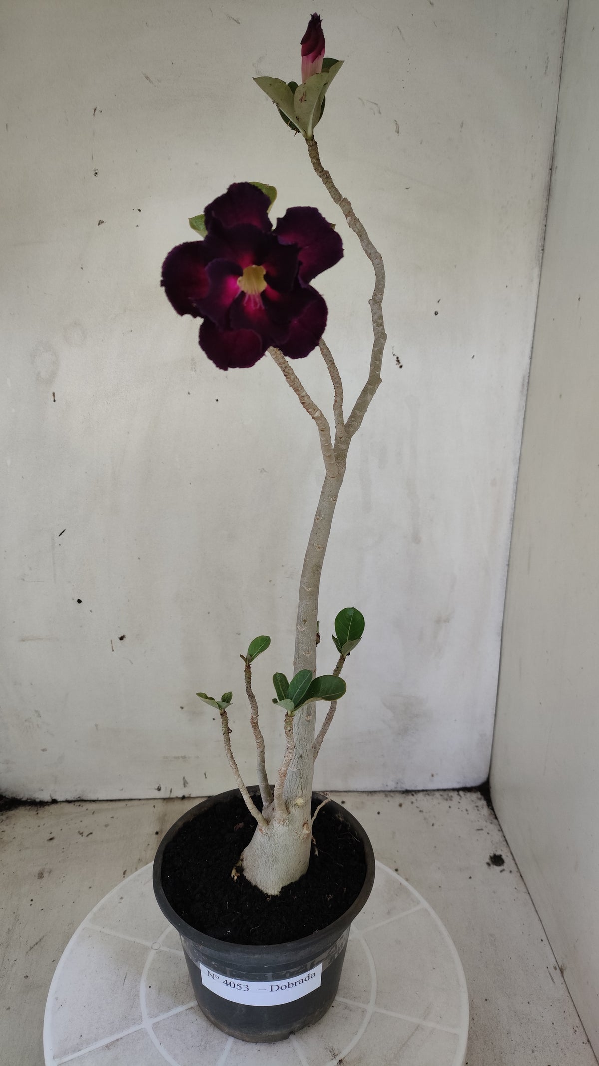 Planta Dobrada 4053 – 35cm – 03 anos - Vaso 15
