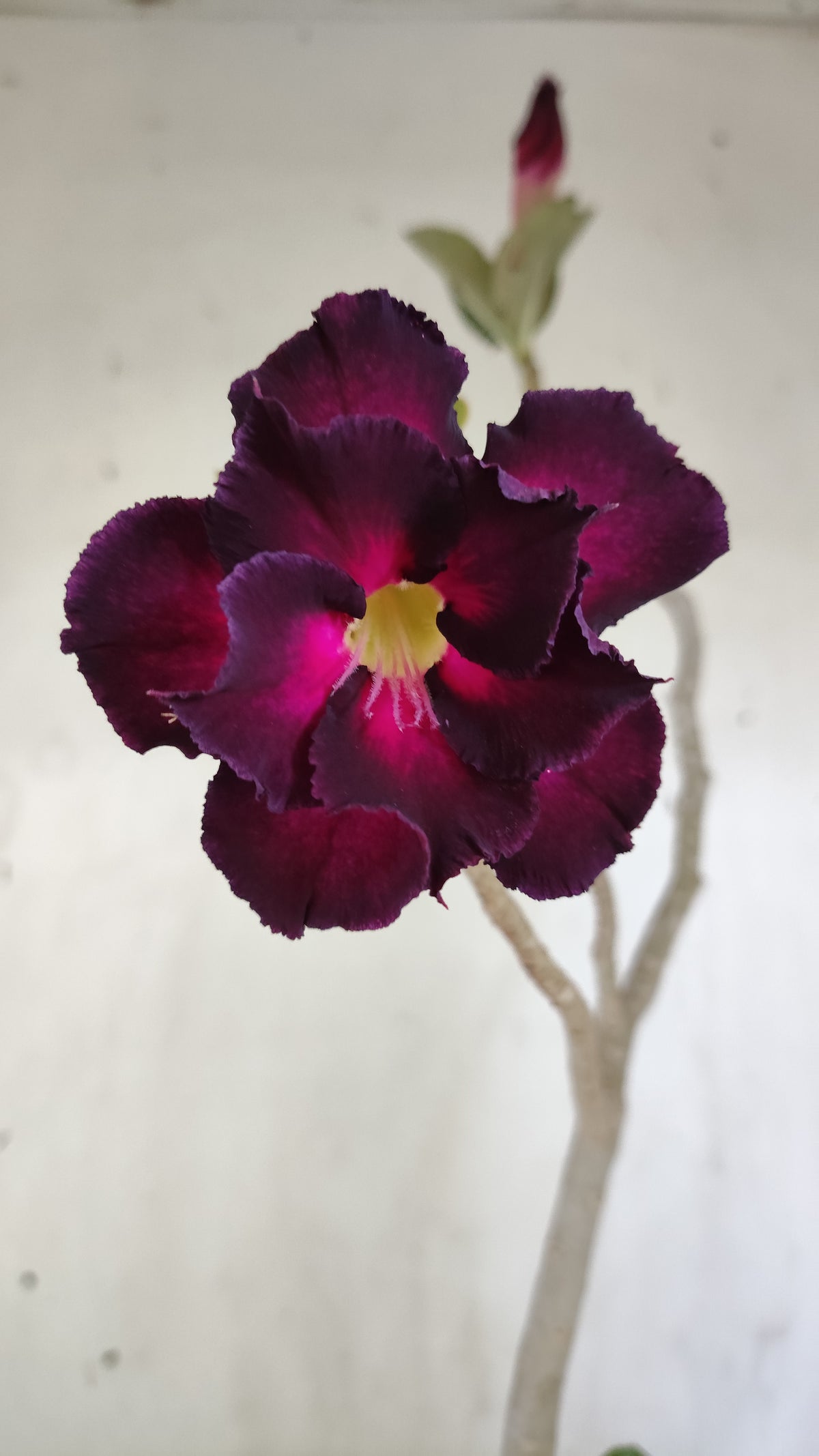 Planta Dobrada 4053 – 35cm – 03 anos - Vaso 15