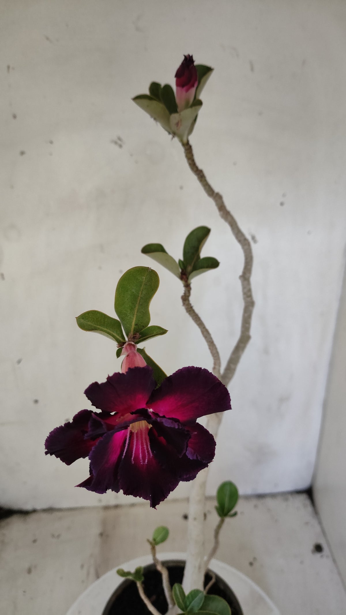 Planta Dobrada 4053 – 35cm – 03 anos - Vaso 15