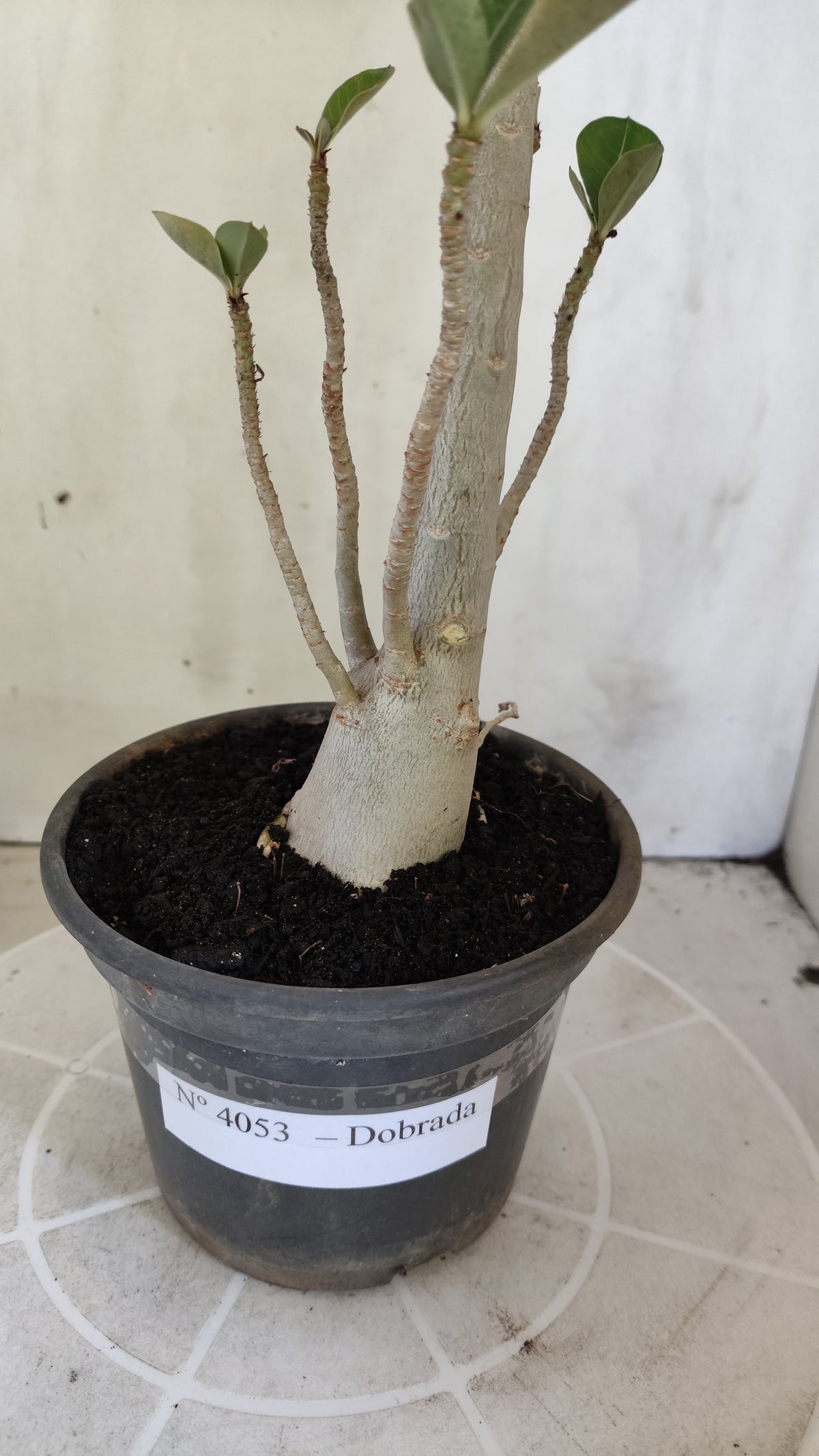 Planta Dobrada 4053 – 35cm – 03 anos - Vaso 15