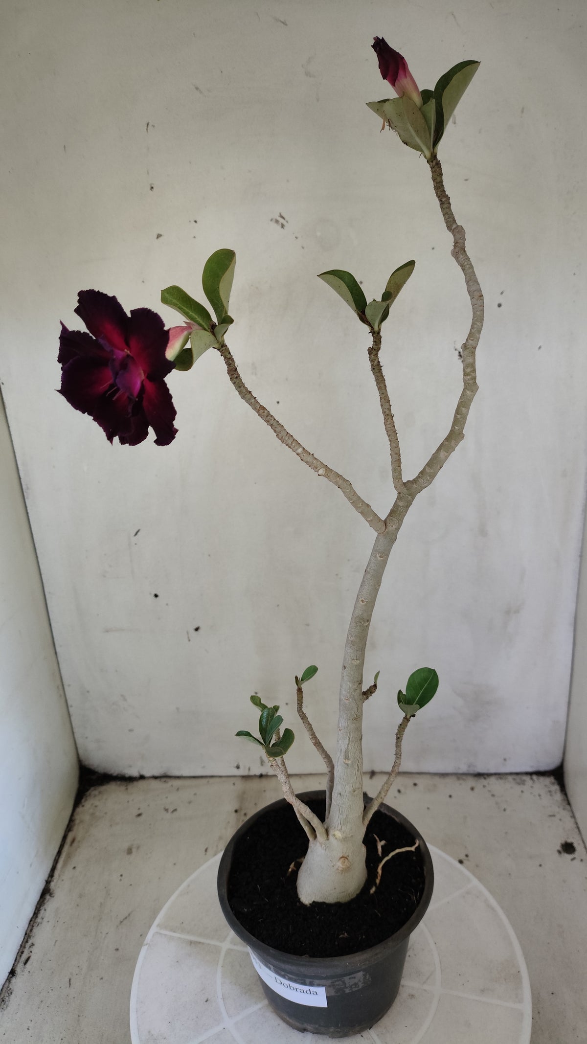 Planta Dobrada 4053 – 35cm – 03 anos - Vaso 15