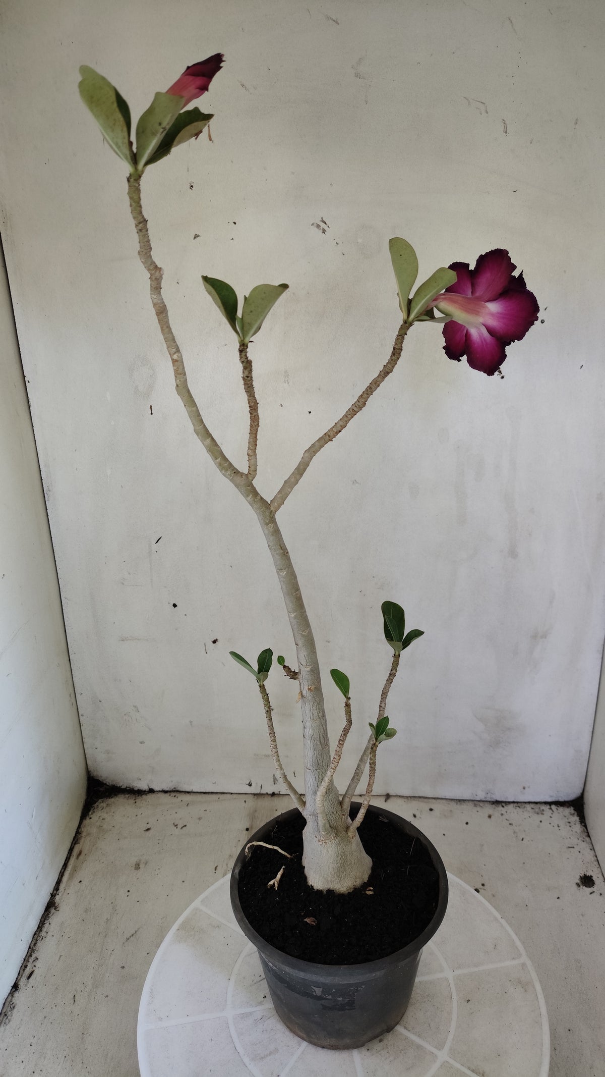 Planta Dobrada 4053 – 35cm – 03 anos - Vaso 15