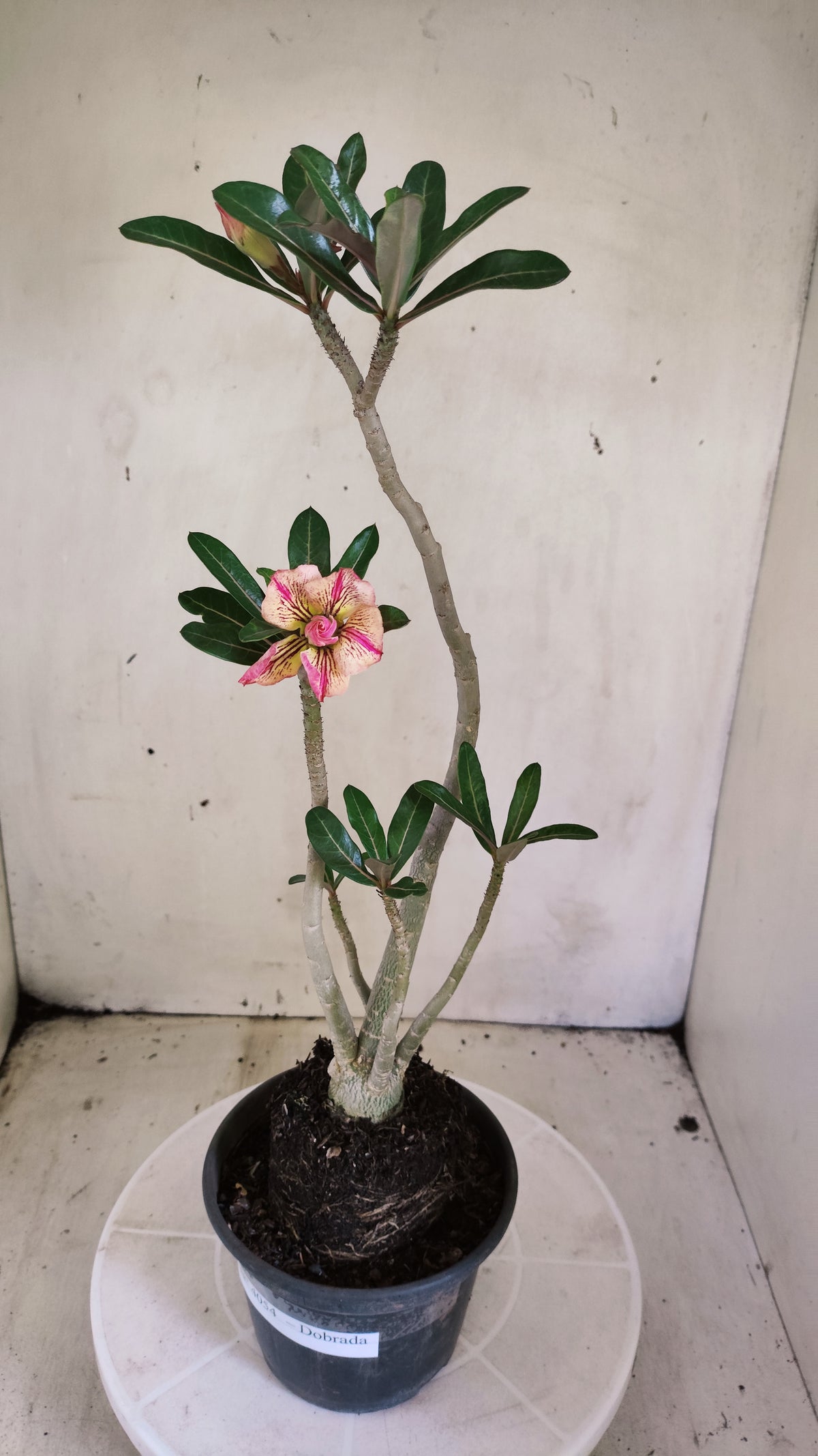 Planta Dobrada 4054 – 35cm – 03 anos - Vaso 15