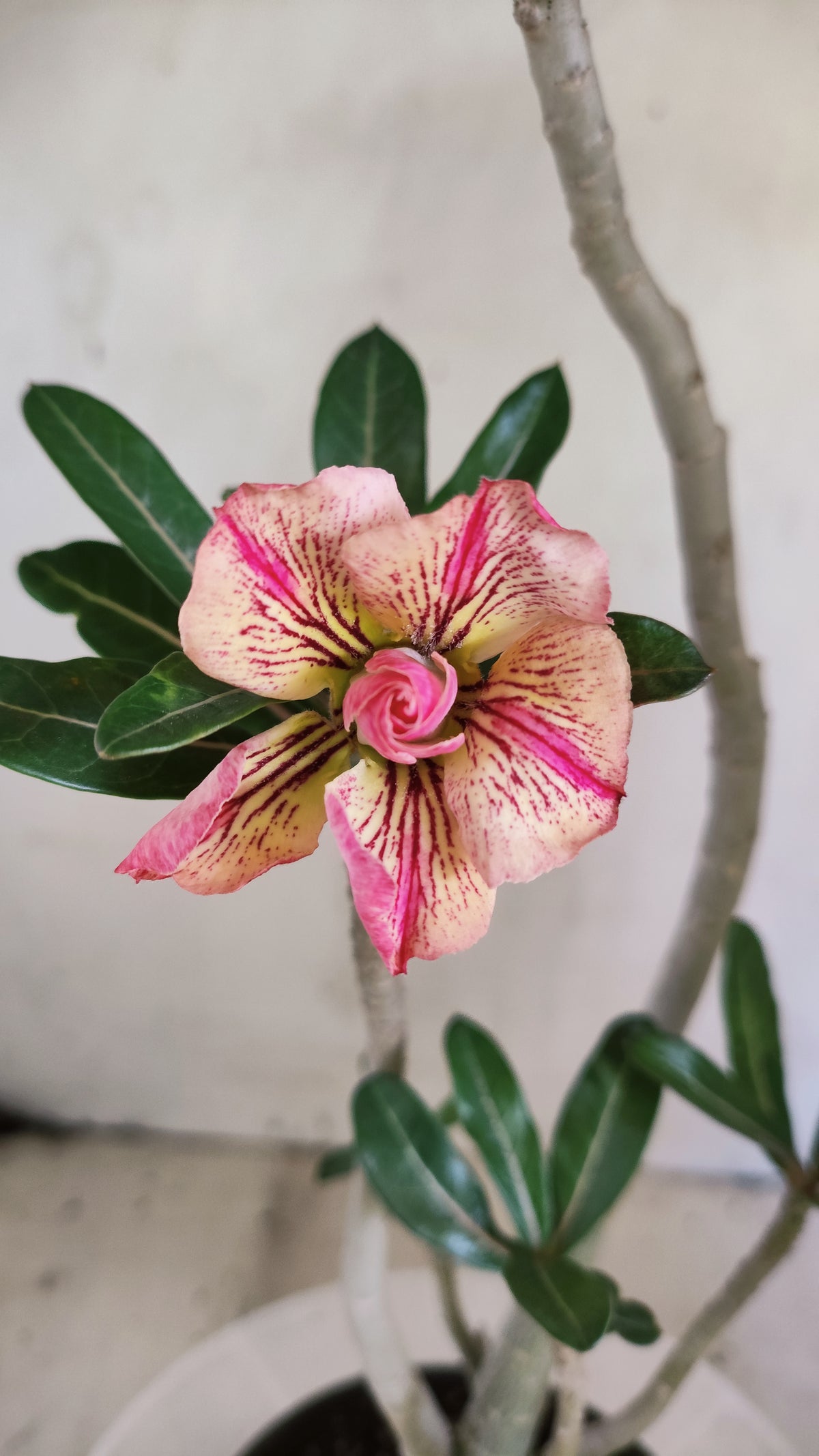 Planta Dobrada 4054 – 35cm – 03 anos - Vaso 15