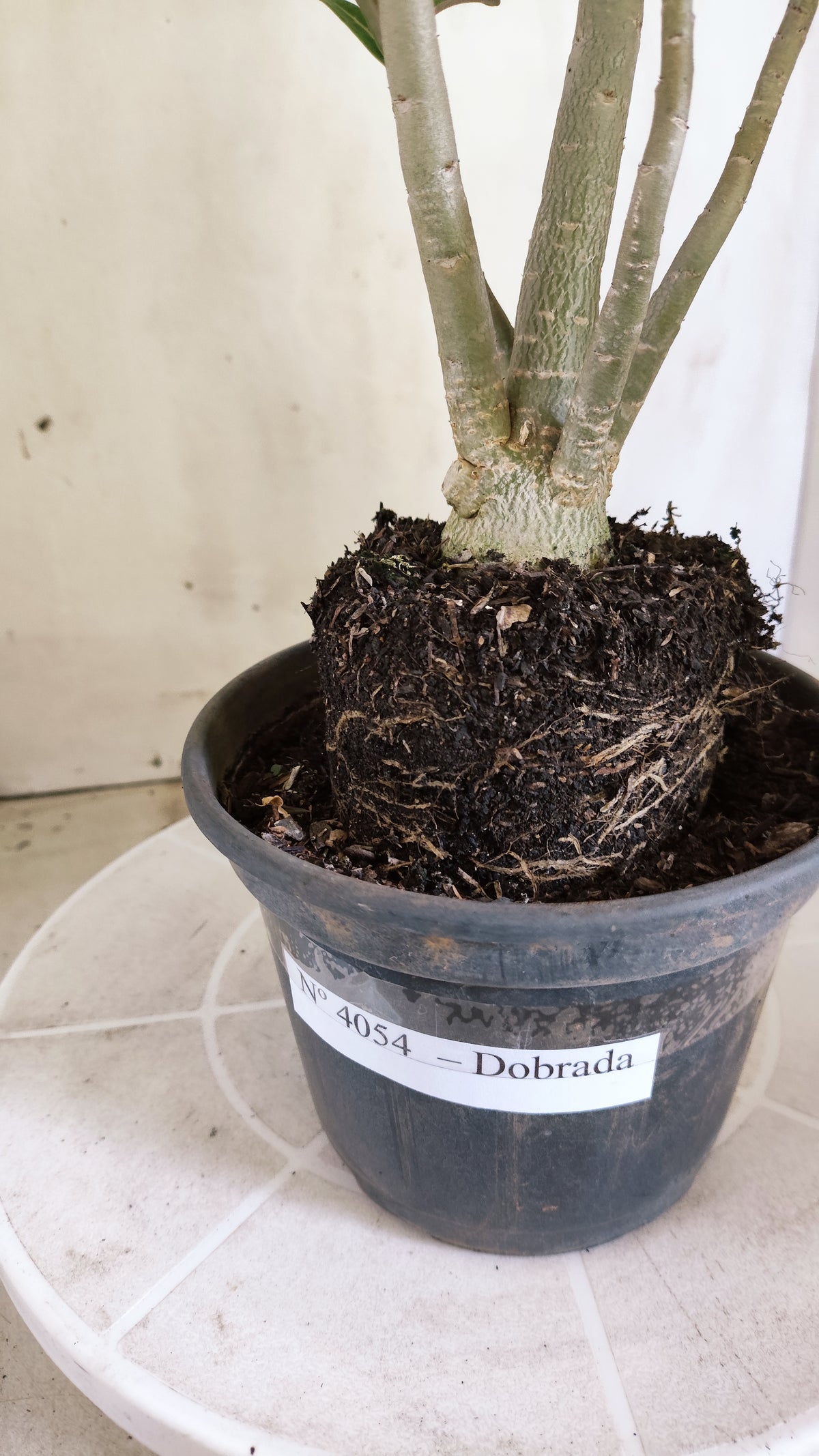 Planta Dobrada 4054 – 35cm – 03 anos - Vaso 15