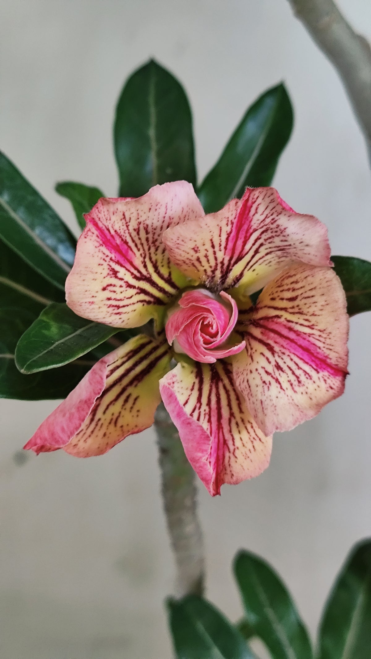 Planta Dobrada 4054 – 35cm – 03 anos - Vaso 15