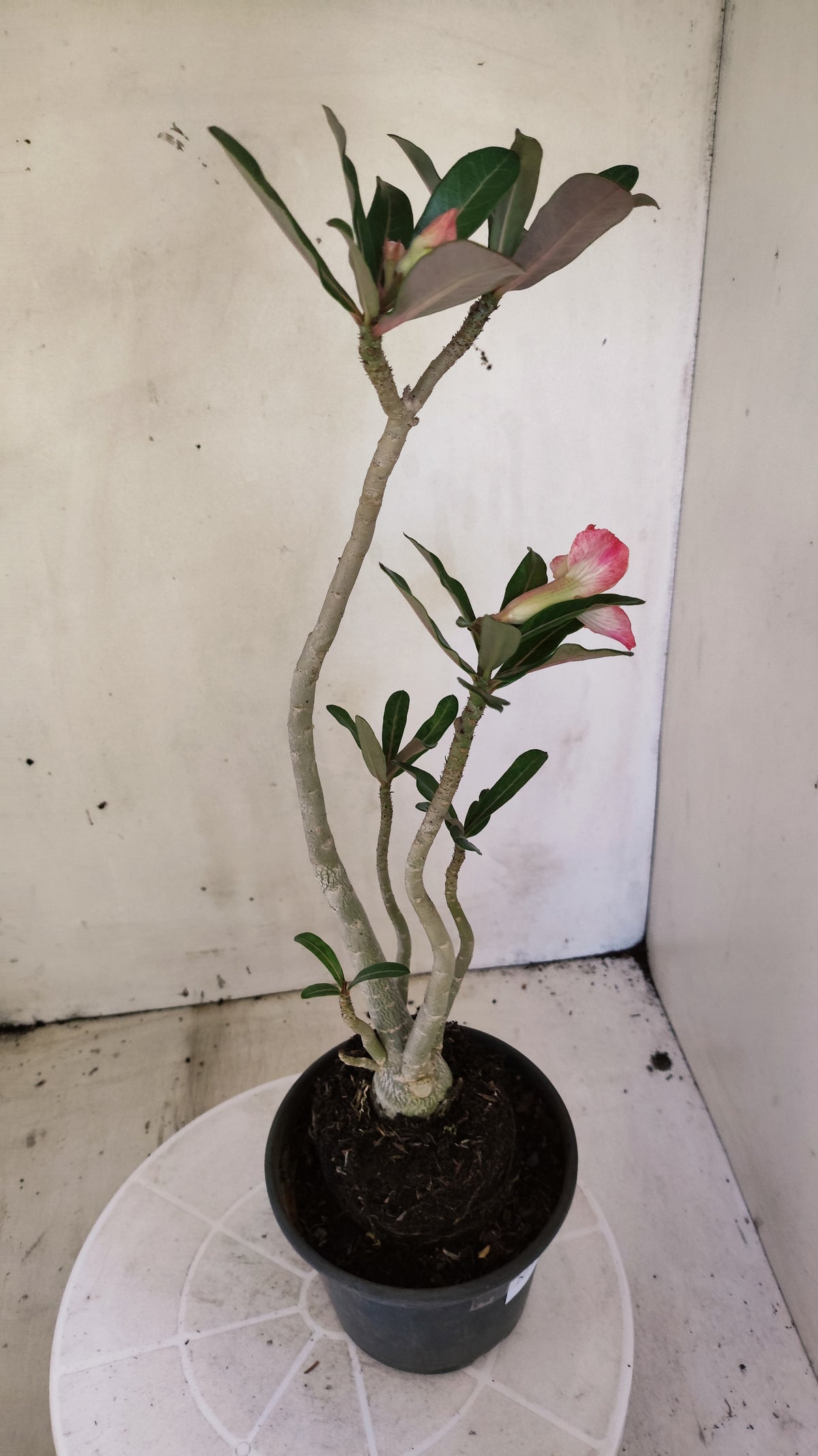 Planta Dobrada 4054 – 35cm – 03 anos - Vaso 15