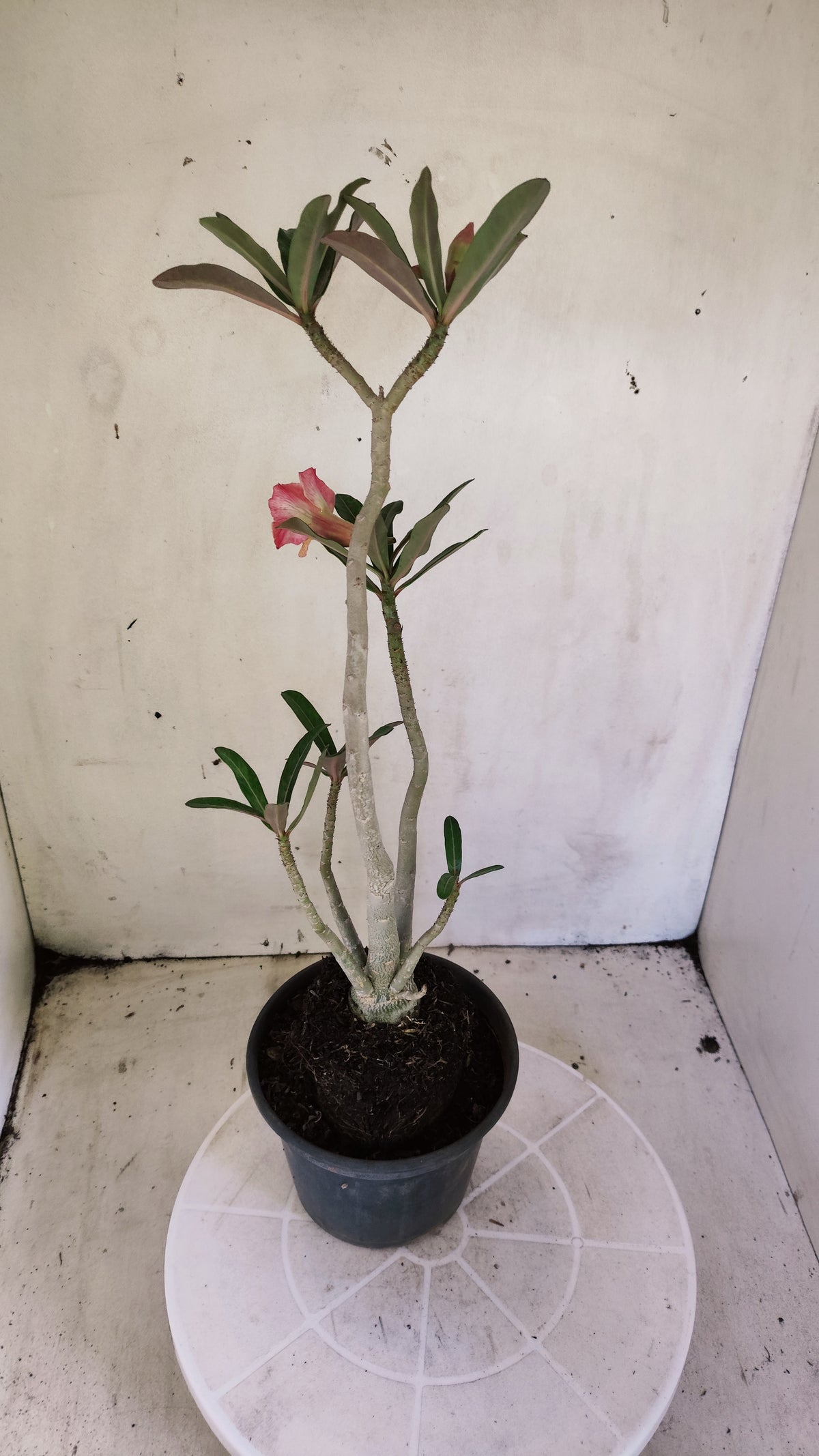 Planta Dobrada 4054 – 35cm – 03 anos - Vaso 15