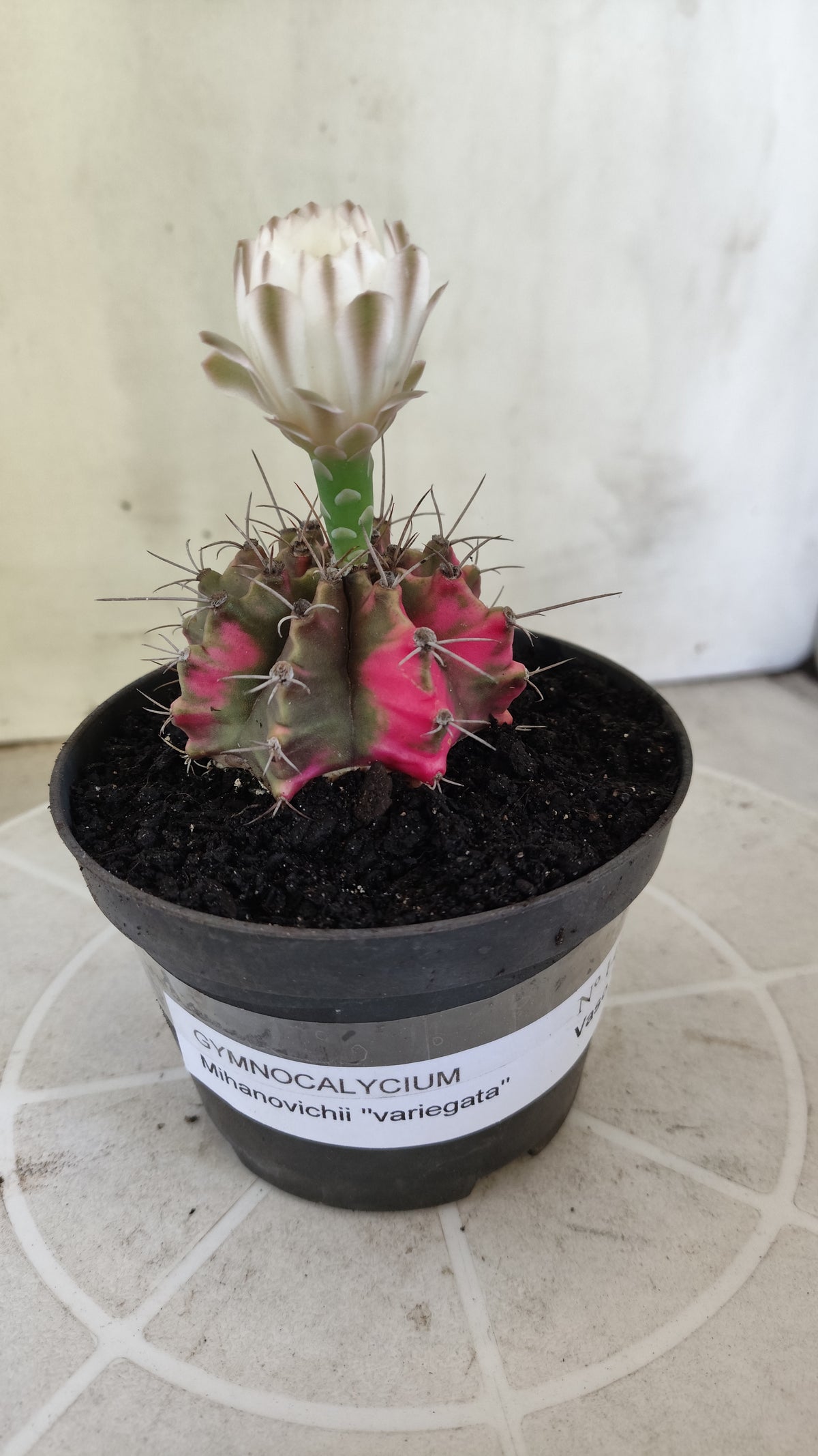 GYMNOCALYCIUM Mihanovichii Variegata Nº 1497 – vaso 11