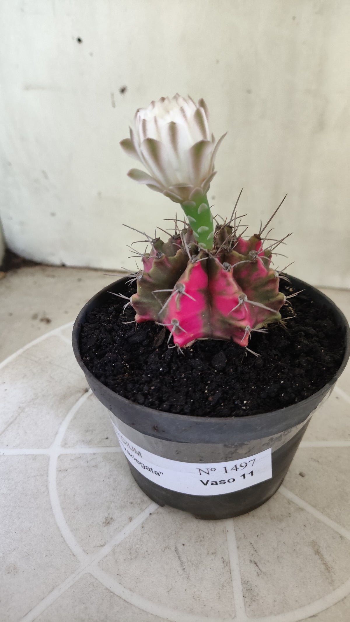 GYMNOCALYCIUM Mihanovichii Variegata Nº 1497 – vaso 11